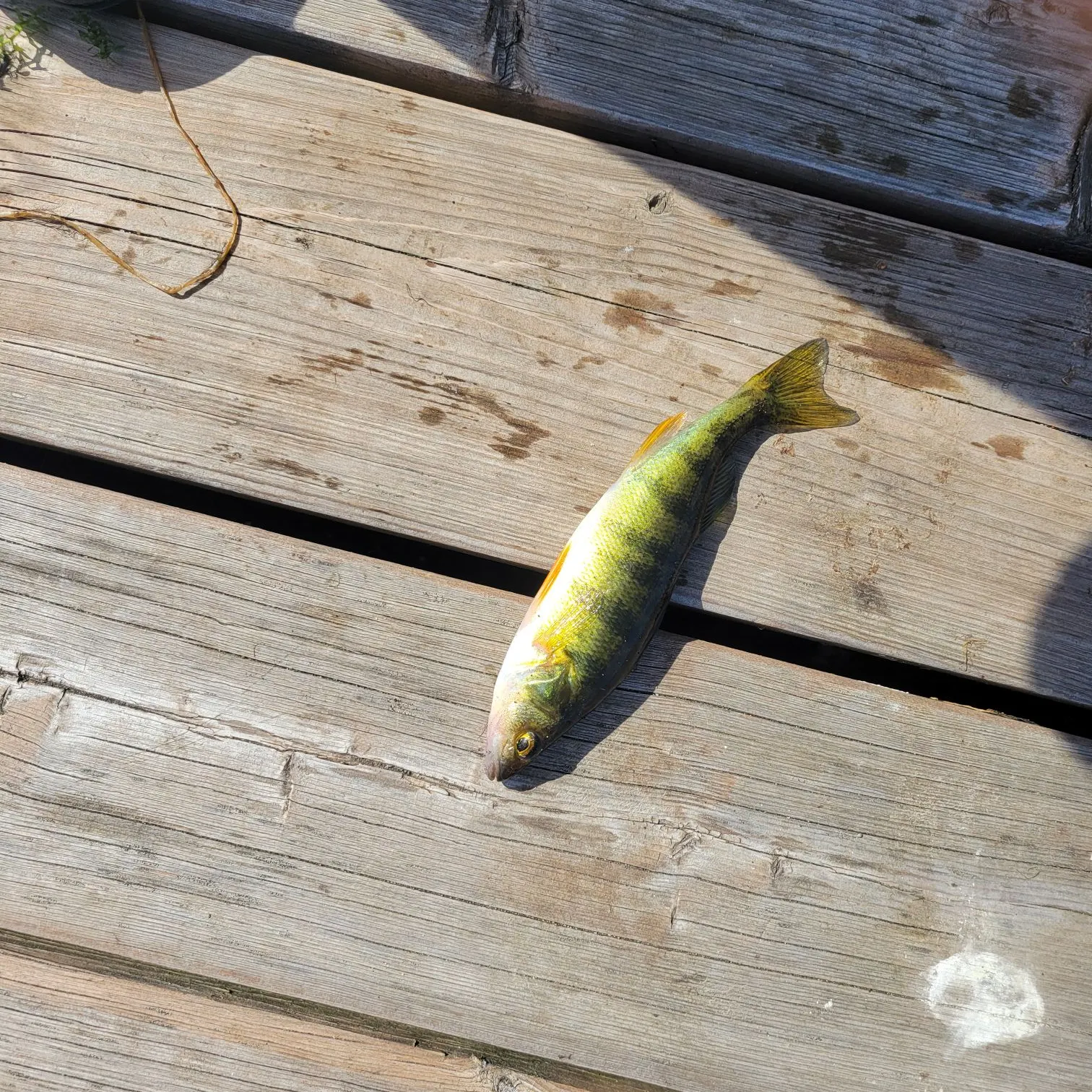 Yellow perch caught on Fishbrain