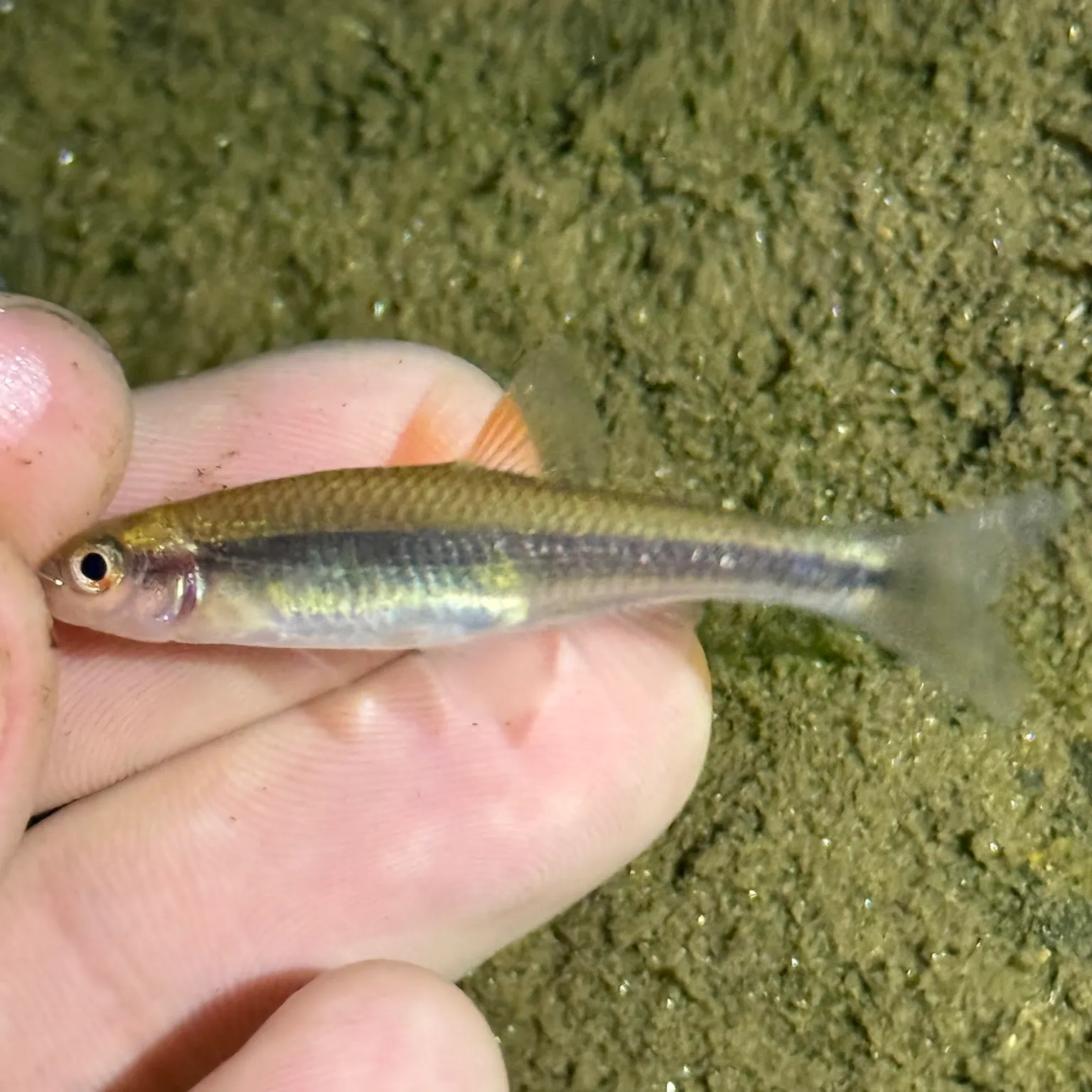 The most recent Greenhead shiner catches on Fishbrain
