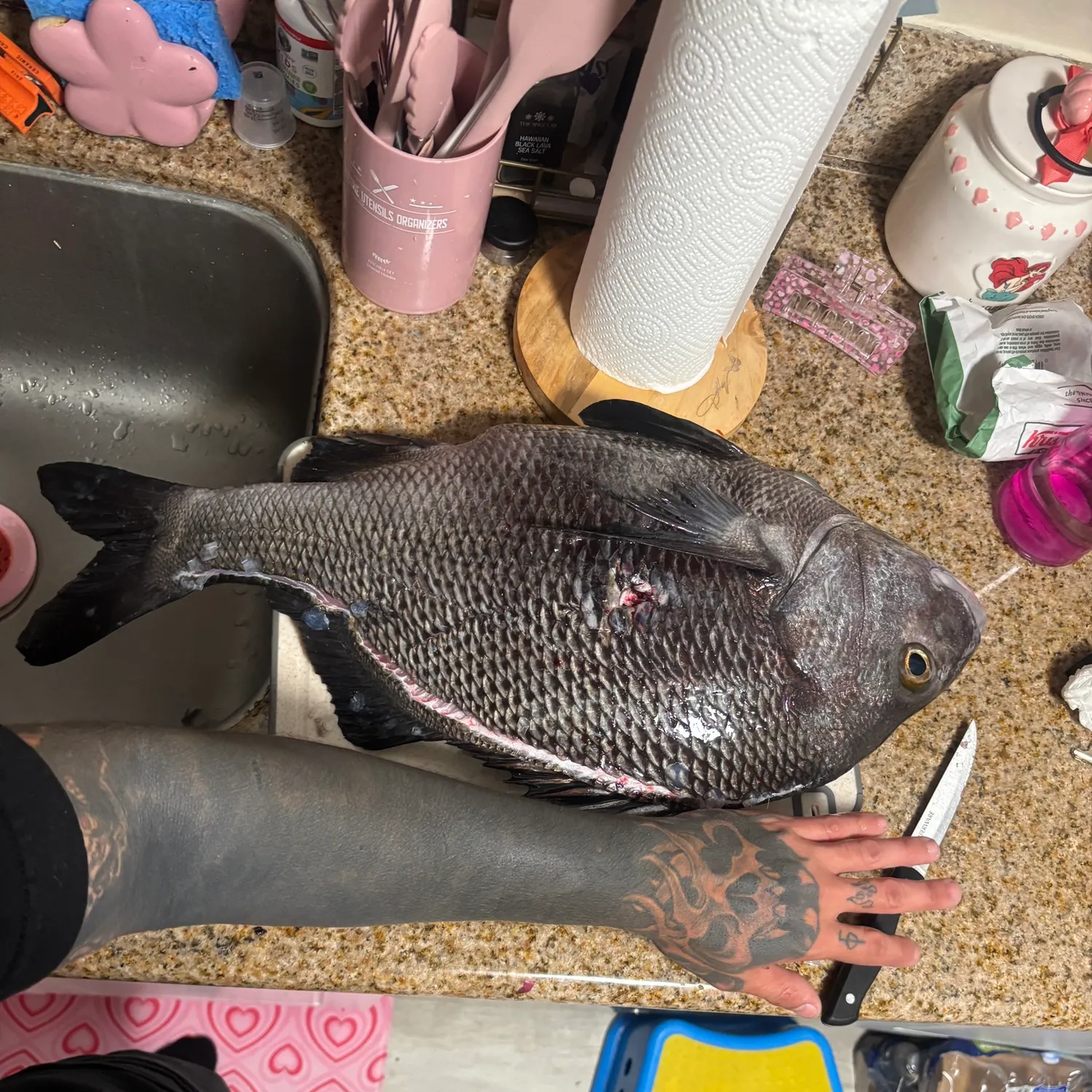 The most recent Black margate catches on Fishbrain