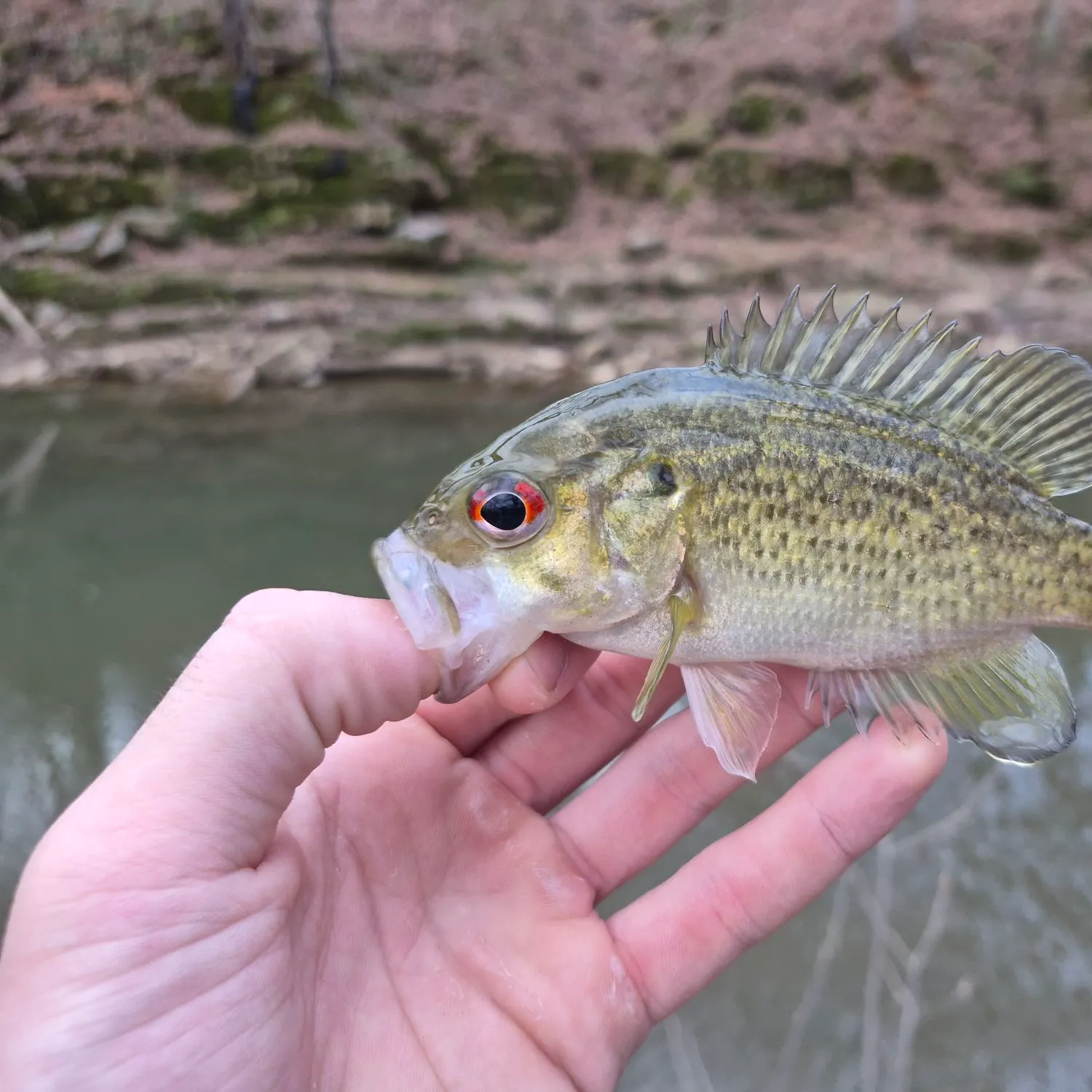 The most recent Rock bass catches on Fishbrain