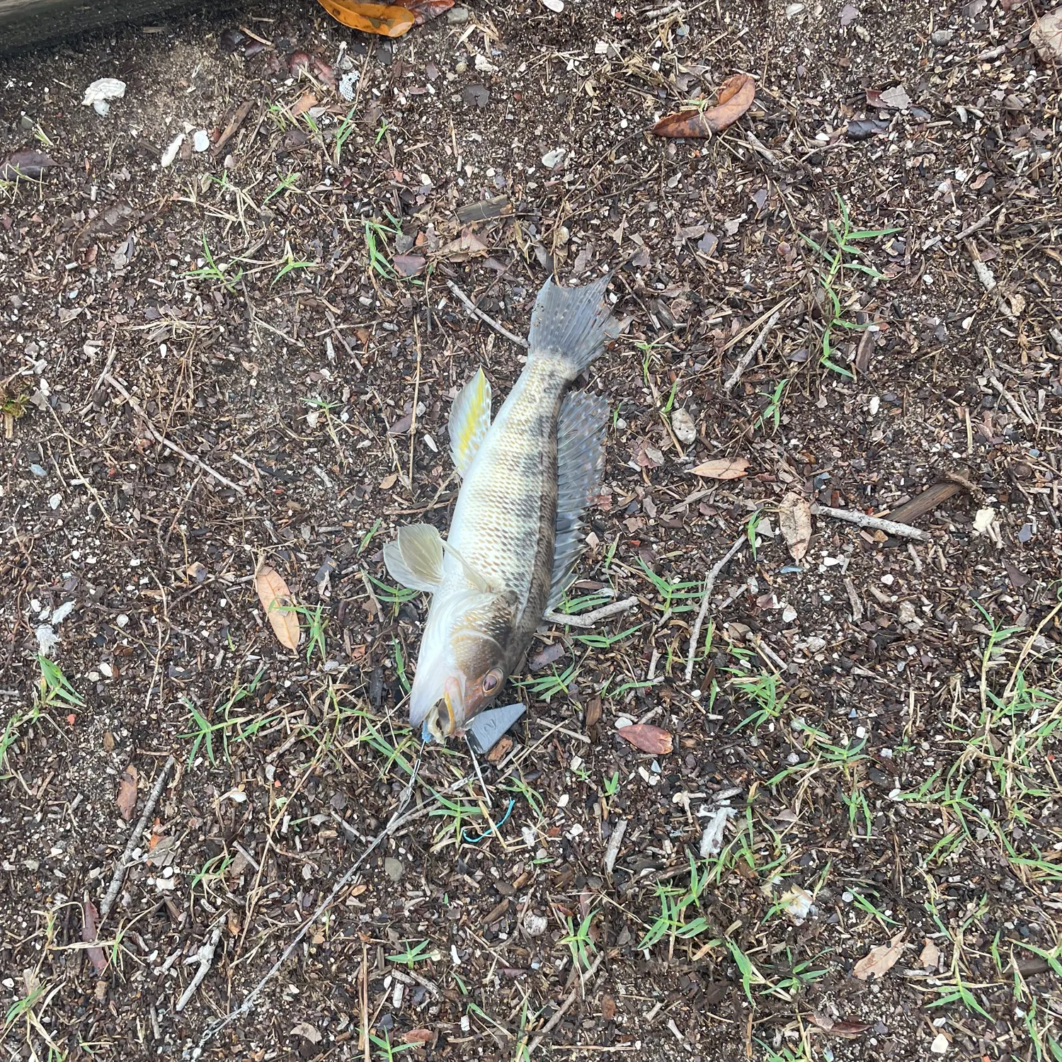 Rock sea bass caught on Fishbrain