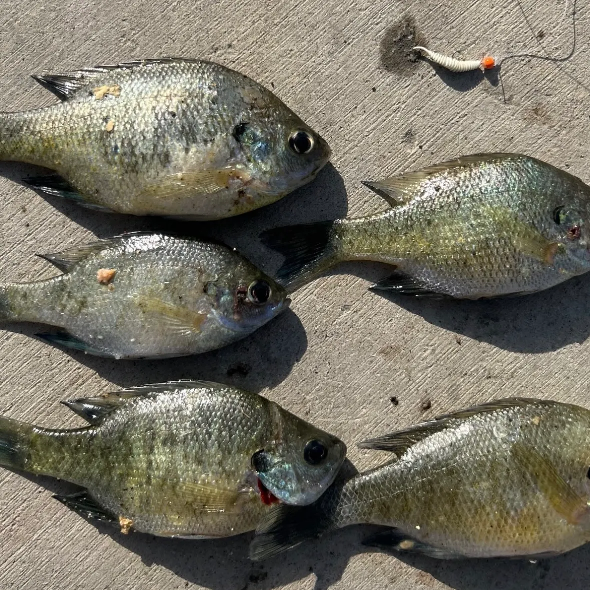 Bluegill caught on Fishbrain