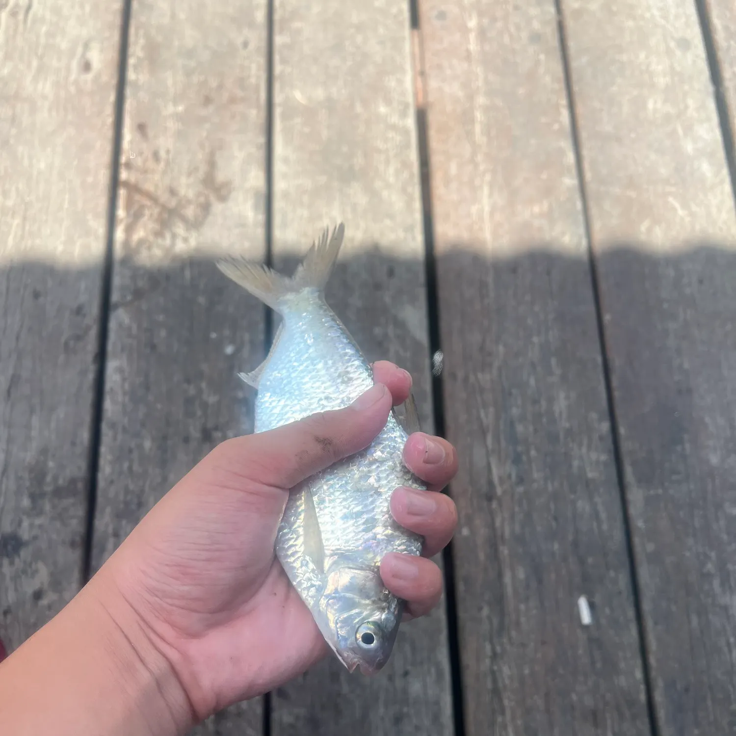 The most recent Australian river gizzard shad catches on Fishbrain