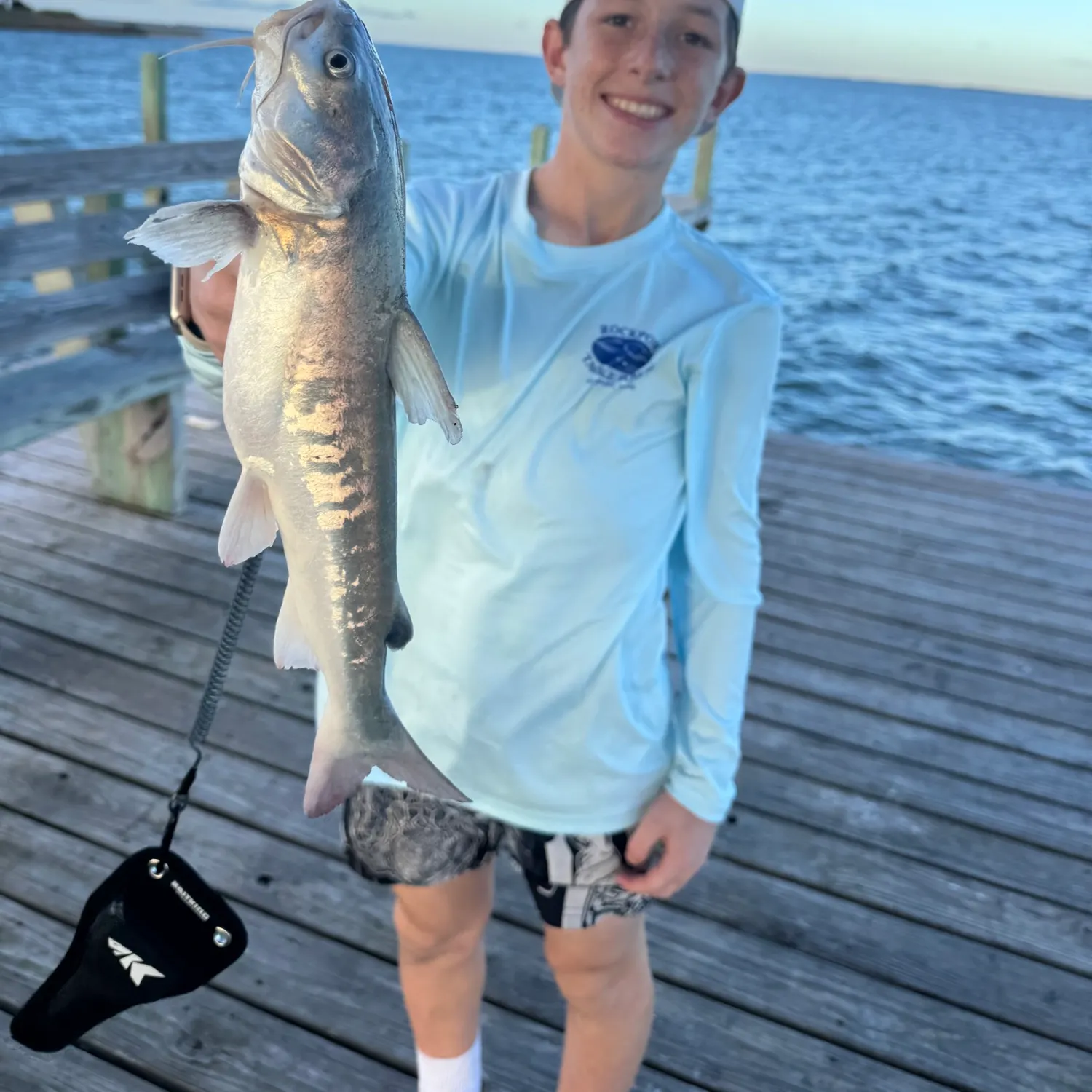 Hardhead sea catfish caught on Fishbrain
