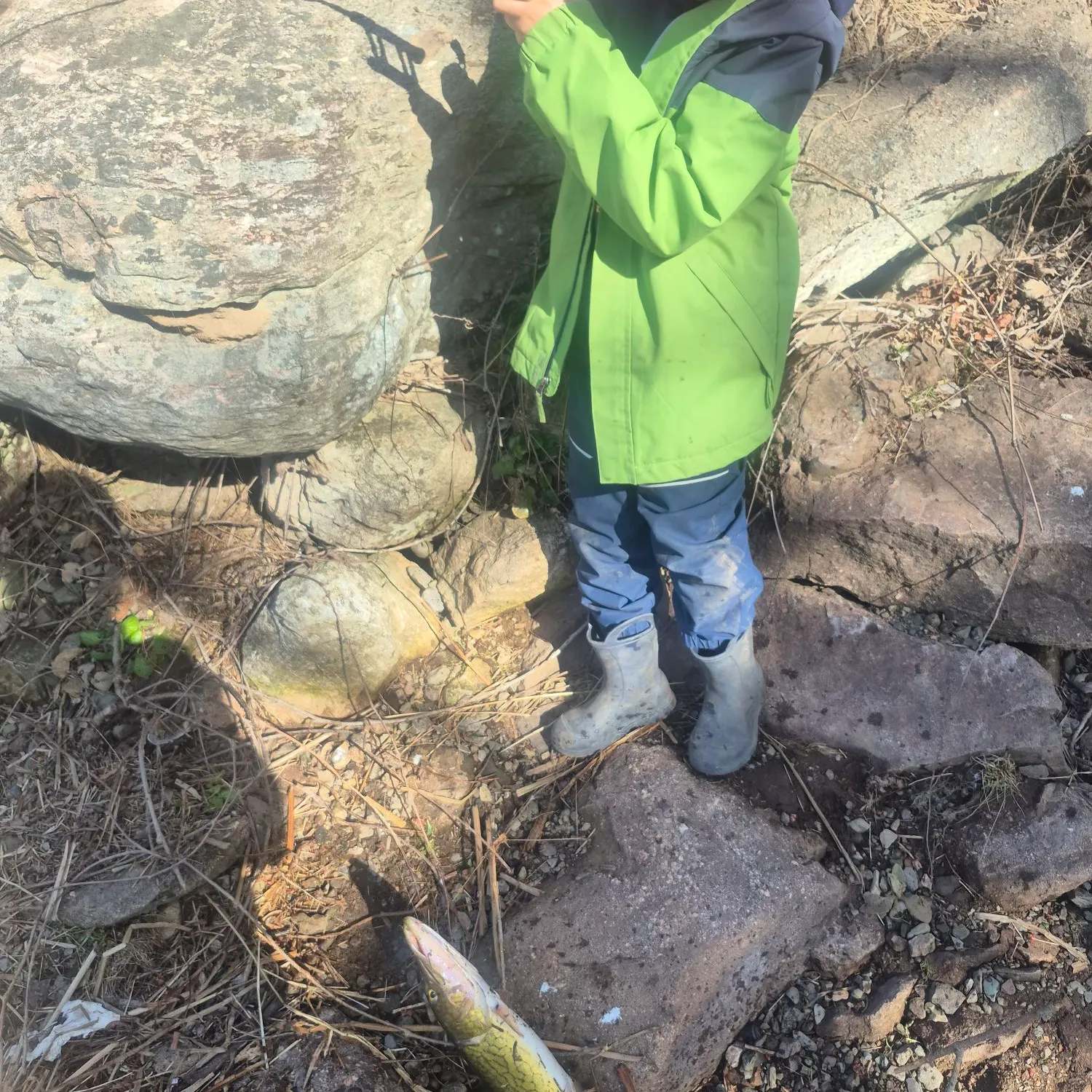 The most recent Southern calamari catches on Fishbrain