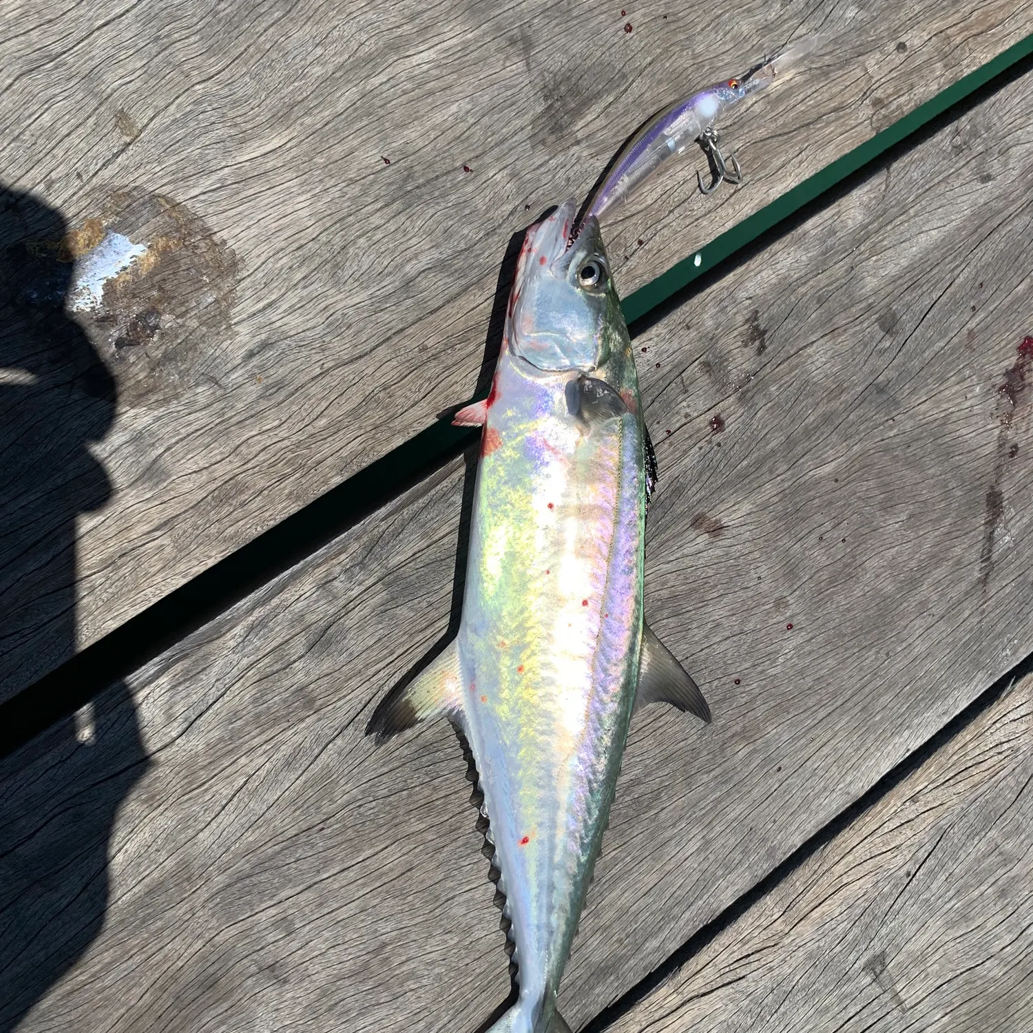 The most recent Queensland school mackerel catches on Fishbrain