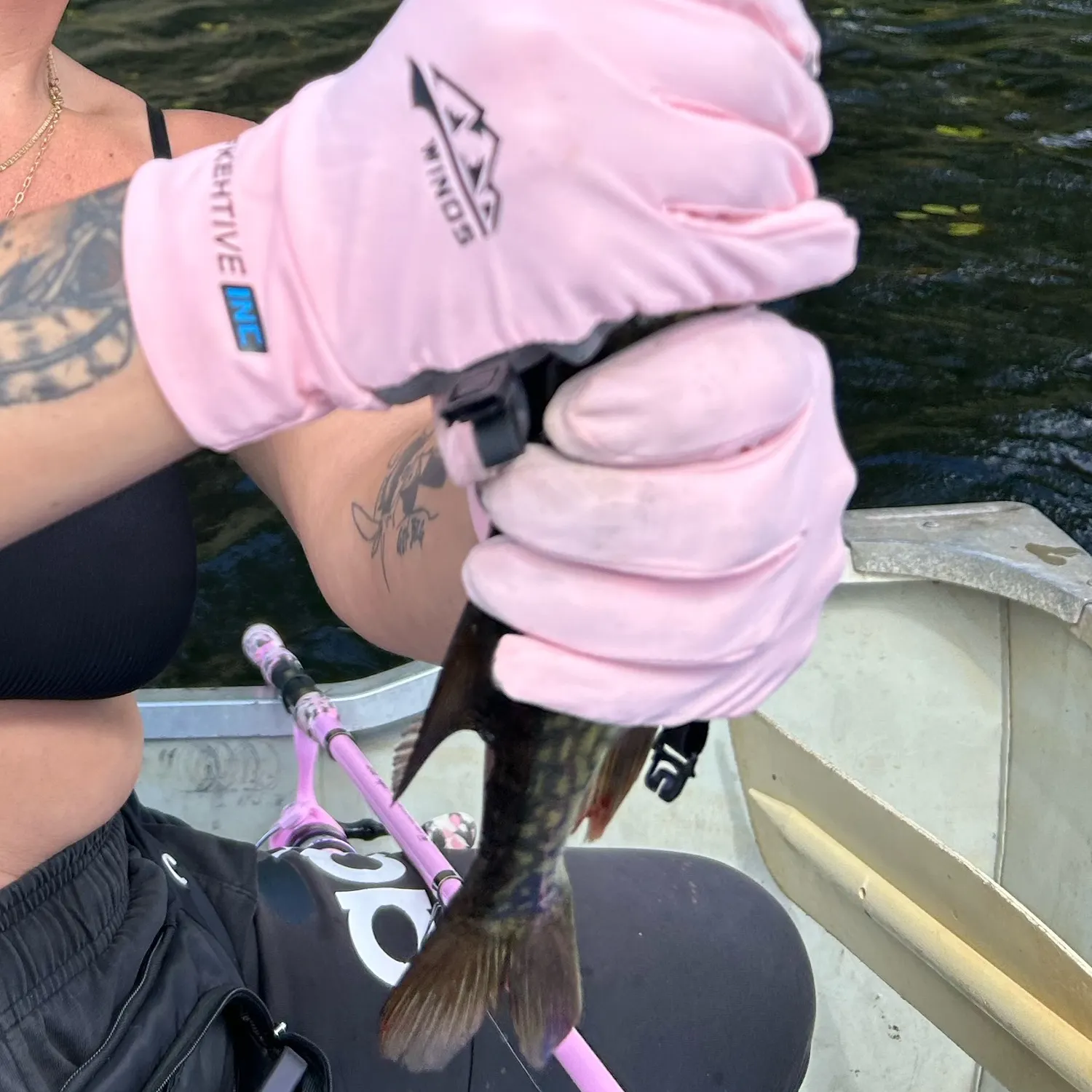 Chain pickerel caught on Fishbrain