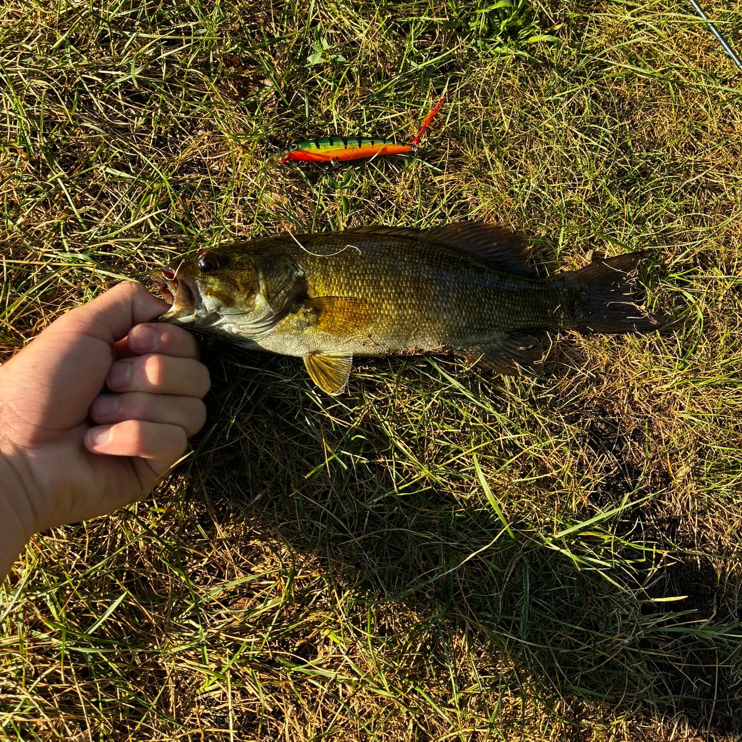 Smallmouth bass caught on Fishbrain