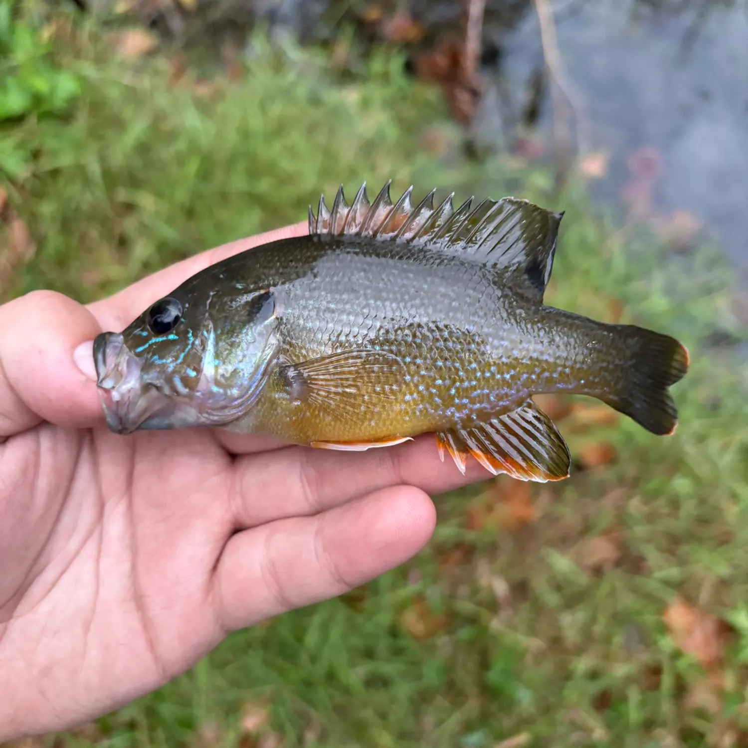 Green sunfish caught on Fishbrain