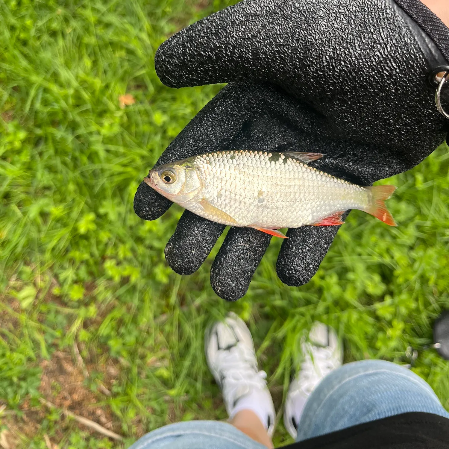 Common rudd caught on Fishbrain