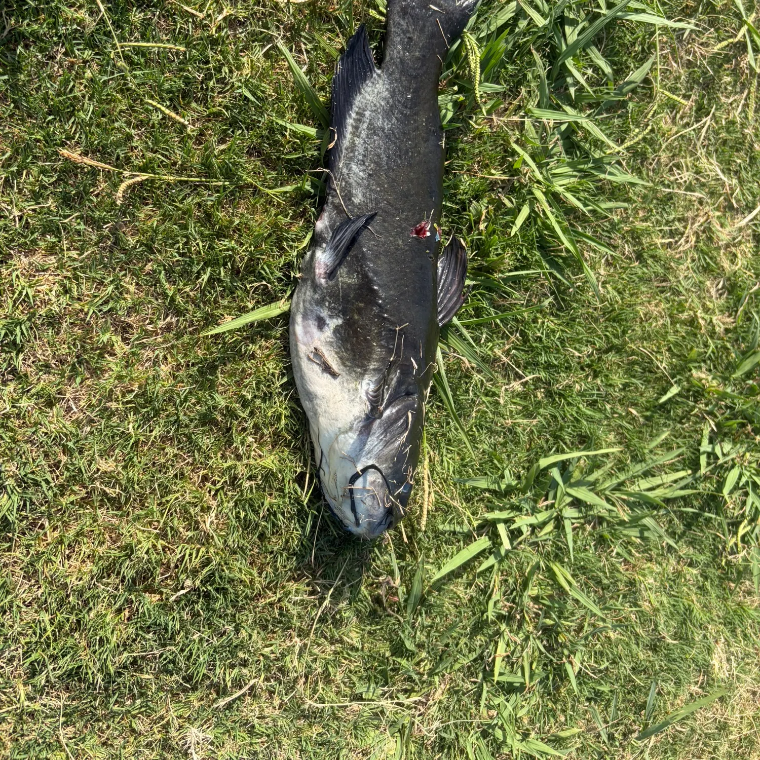 Black bullhead caught on Fishbrain