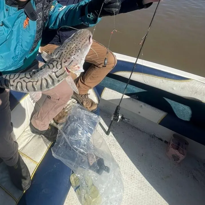 The most recent Barred sorubim catches on Fishbrain