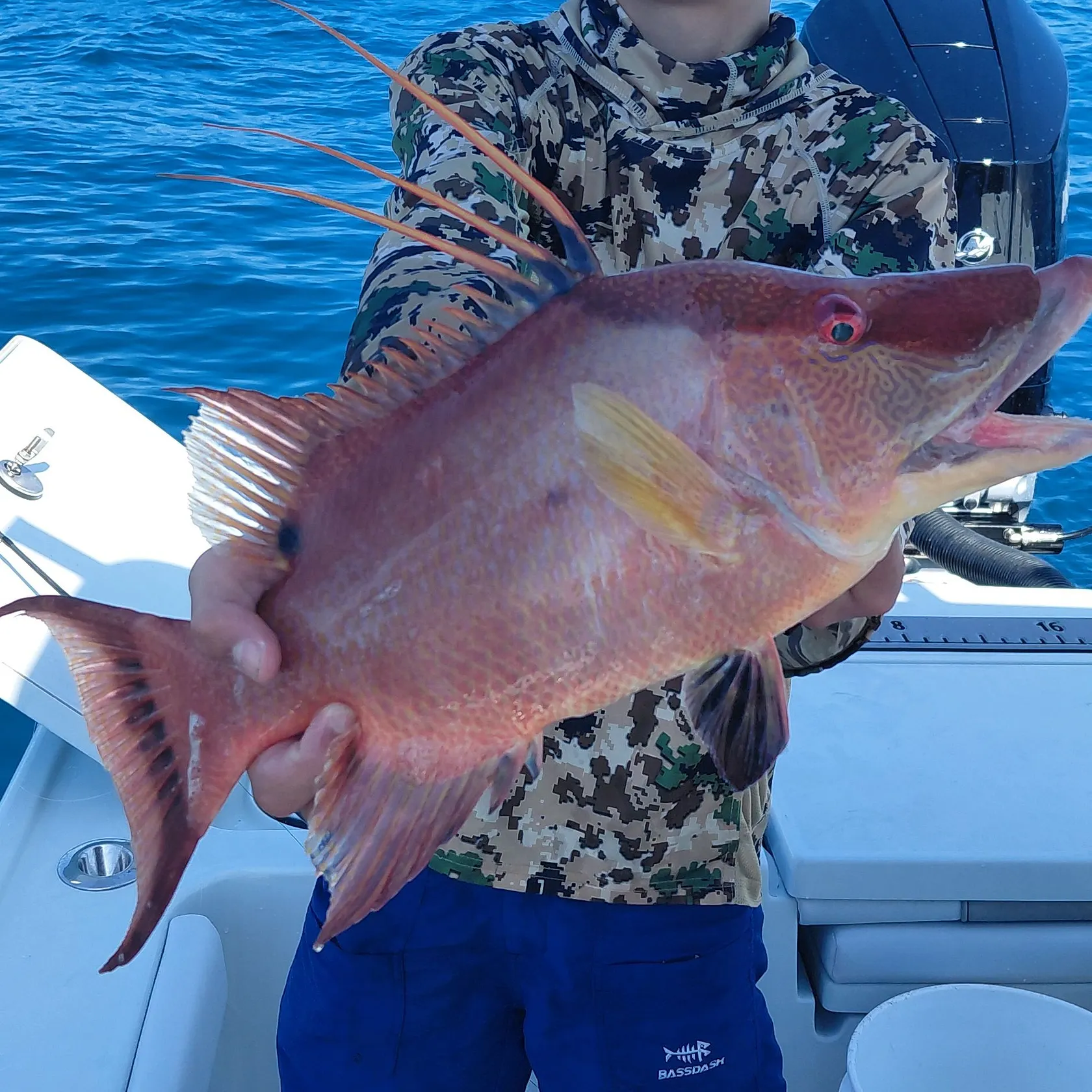 Hogfish caught on Fishbrain