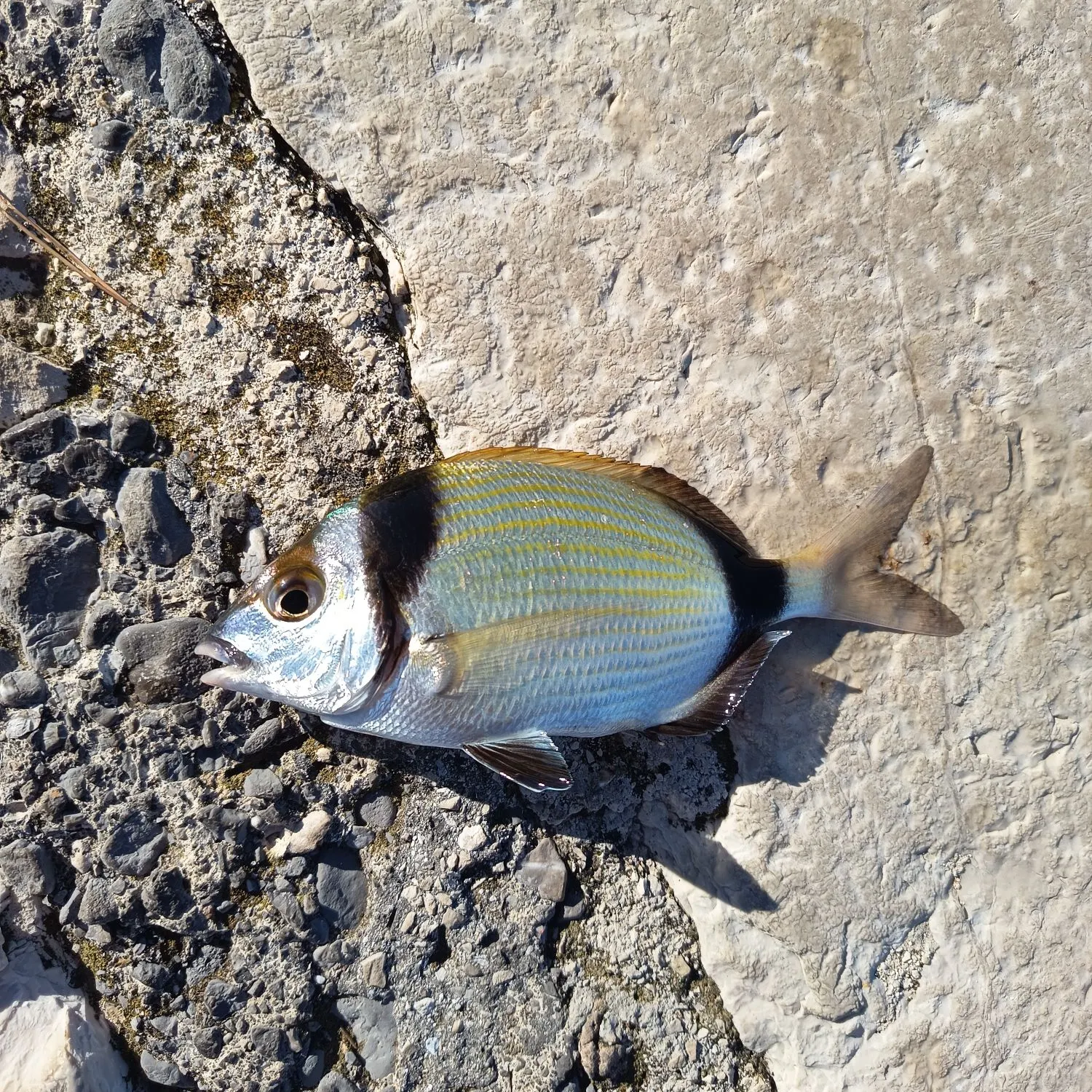 The most recent Common two-banded seabream catches on Fishbrain
