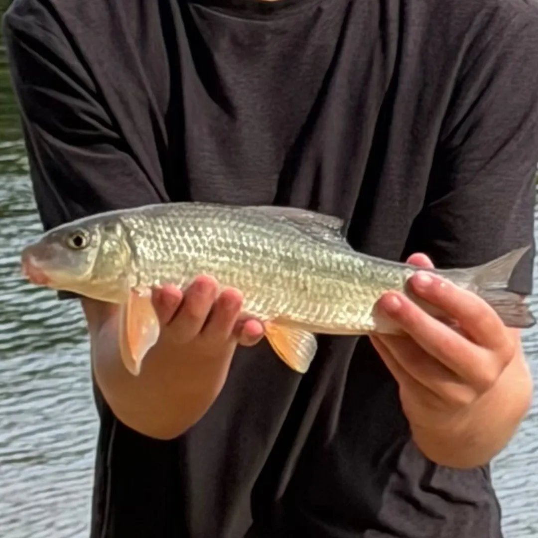 Golden redhorse caught on Fishbrain