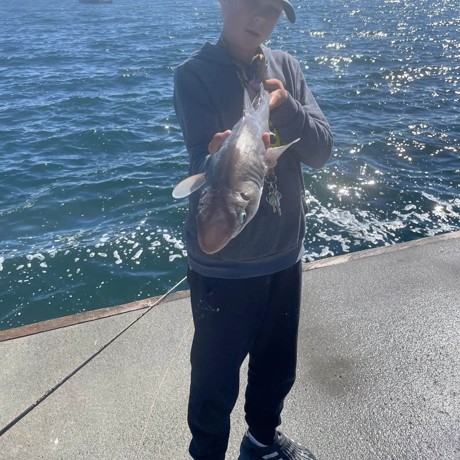 Pacific spiny dogfish caught on Fishbrain