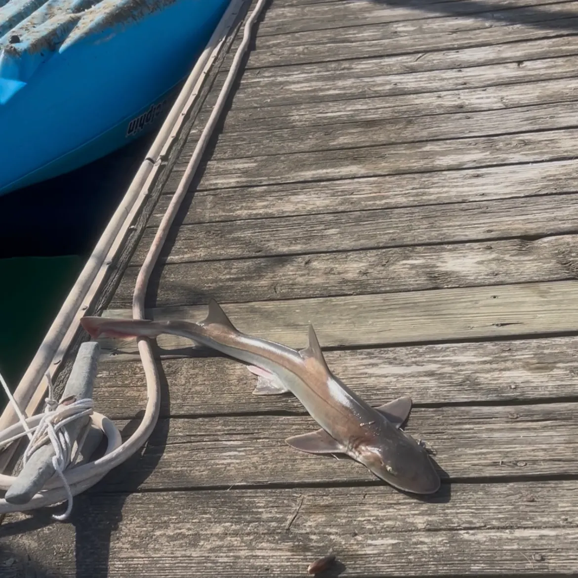 Piked dogfish caught on Fishbrain