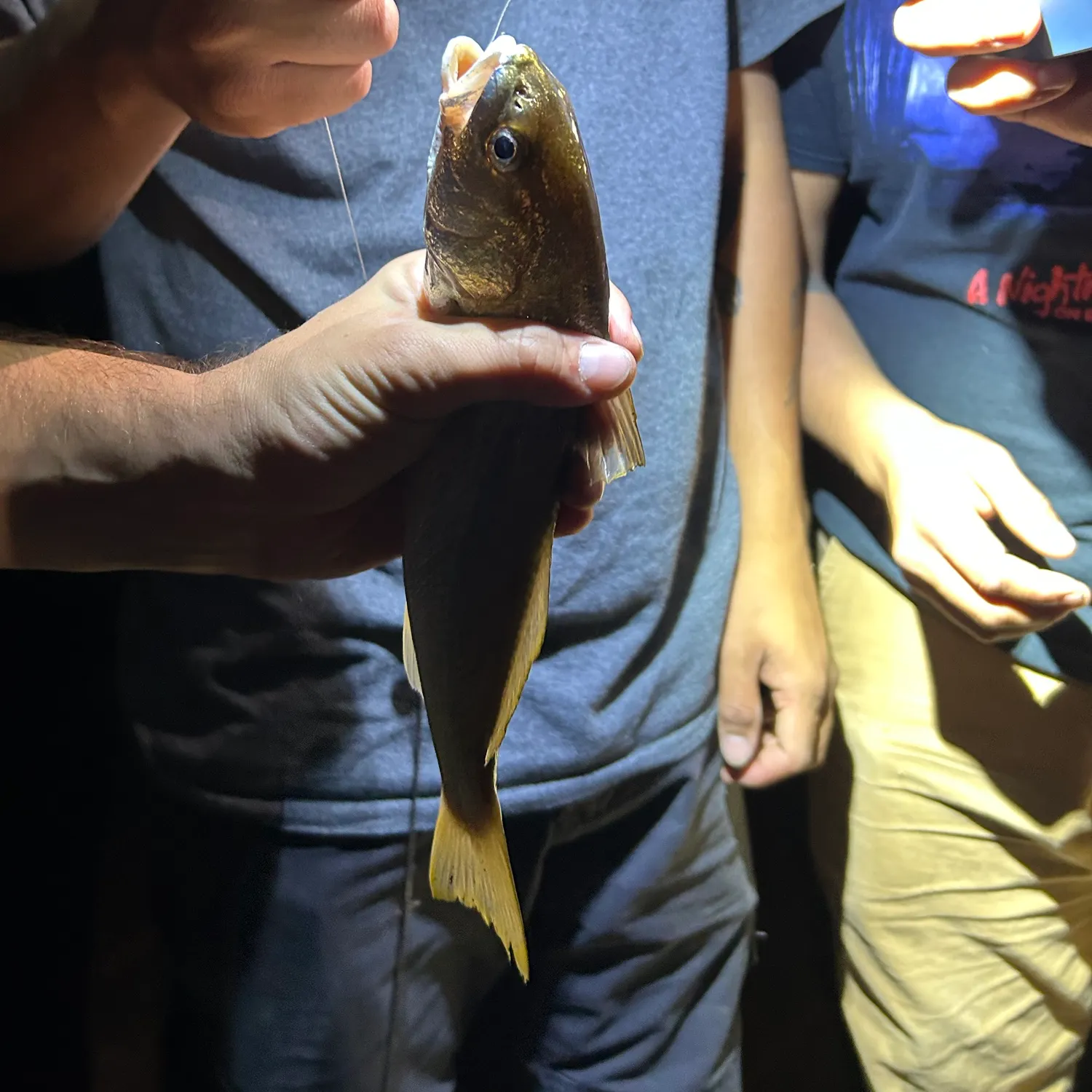 Yellowfin croaker caught on Fishbrain