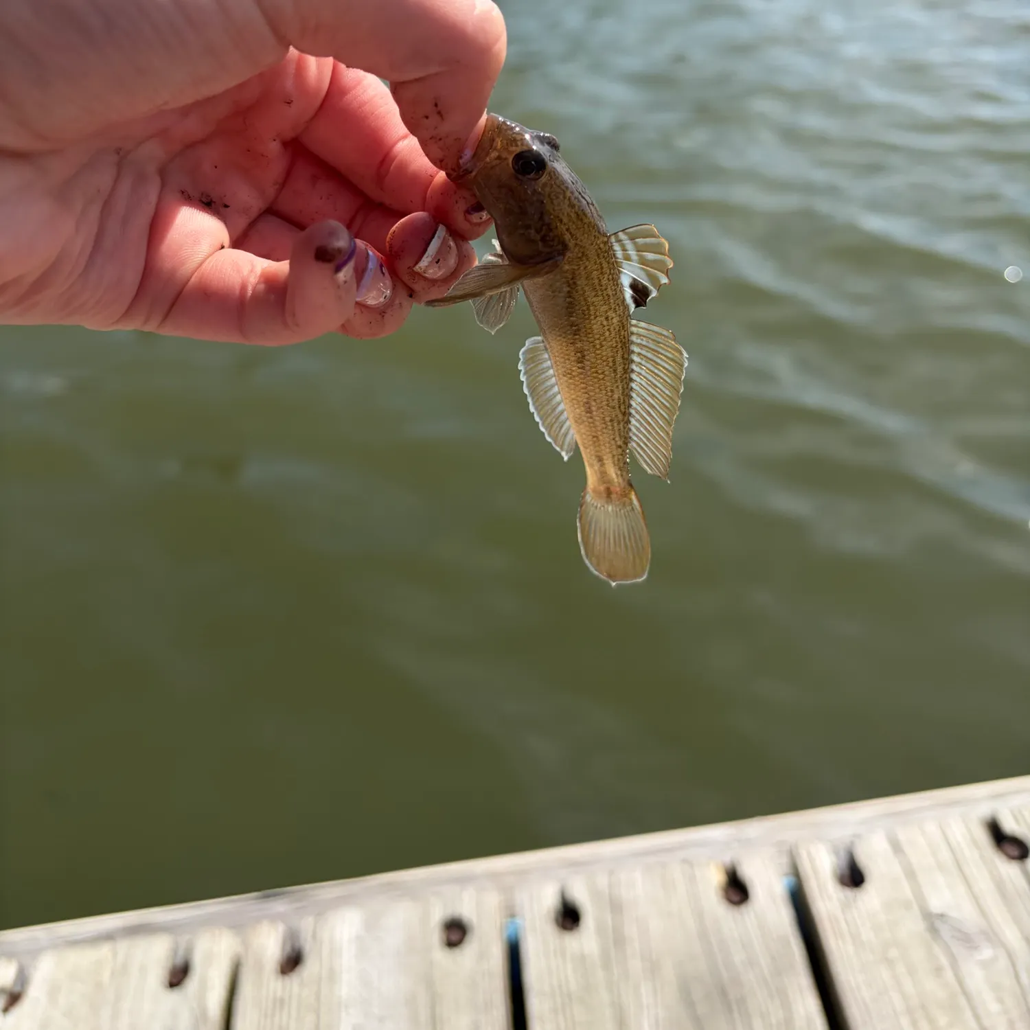Round goby caught on Fishbrain