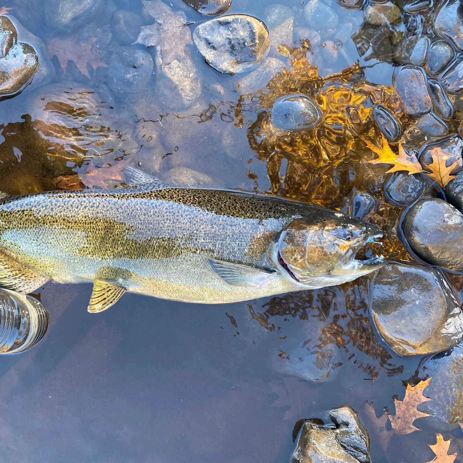 Chinook salmon caught on Fishbrain