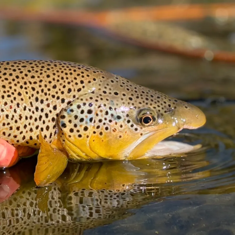 Fish caught on Fishbrain