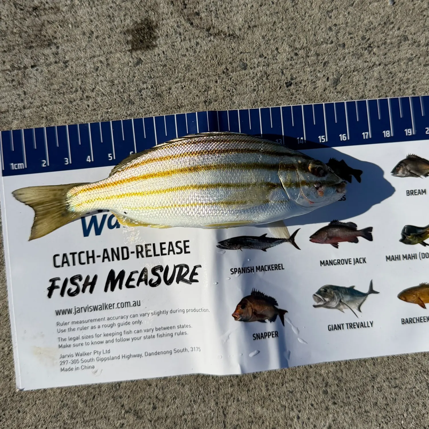 recently logged catches