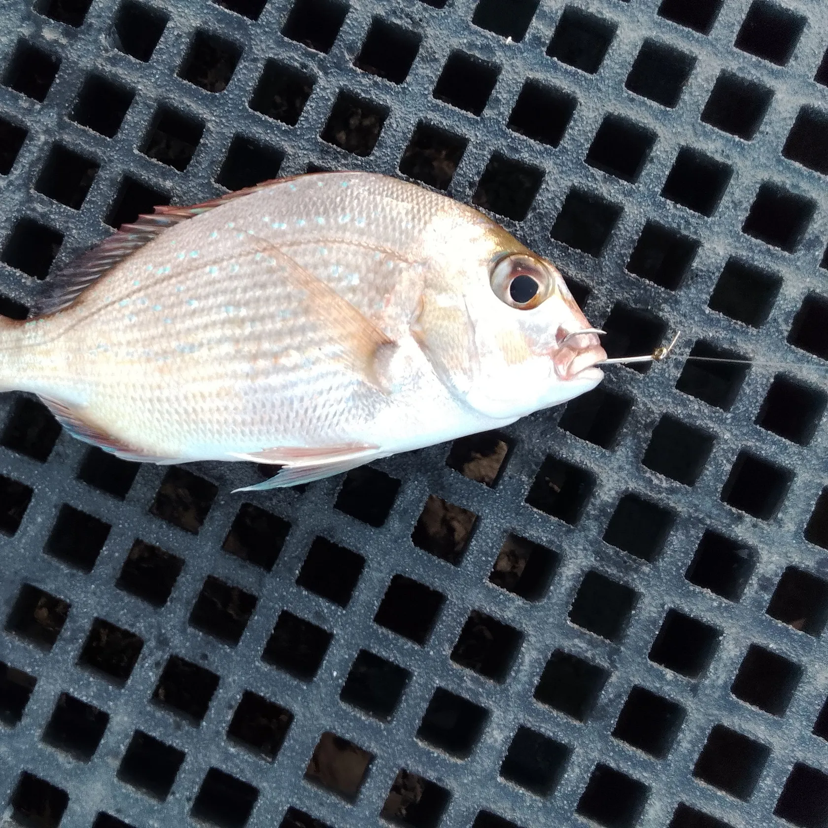 Australasian snapper caught on Fishbrain
