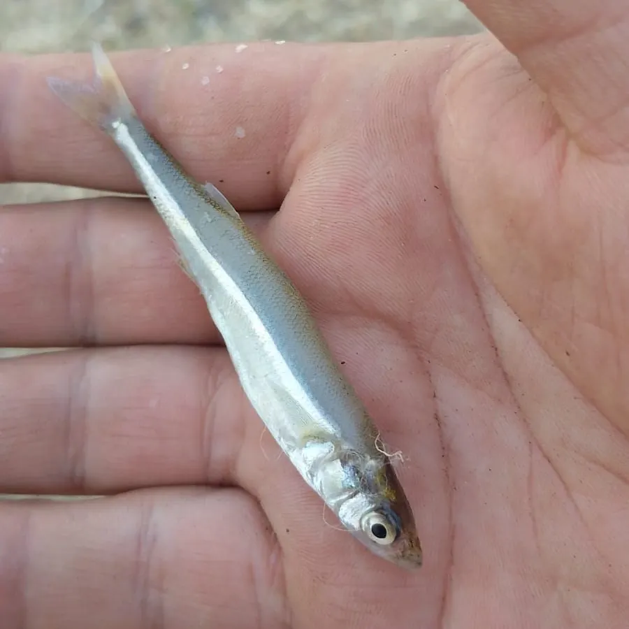 The most recent Argentinian silverside catches on Fishbrain