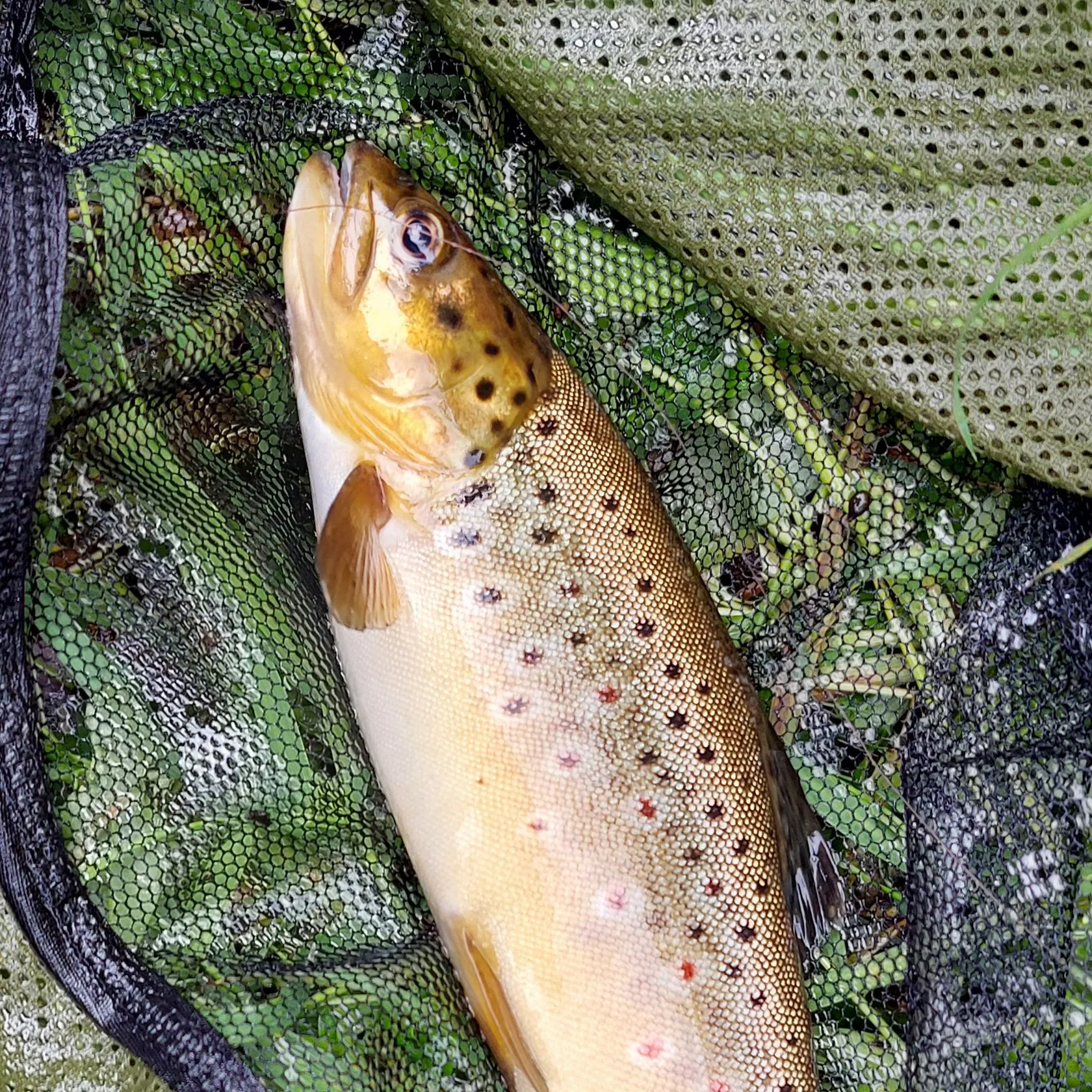 Brown trout caught on Fishbrain