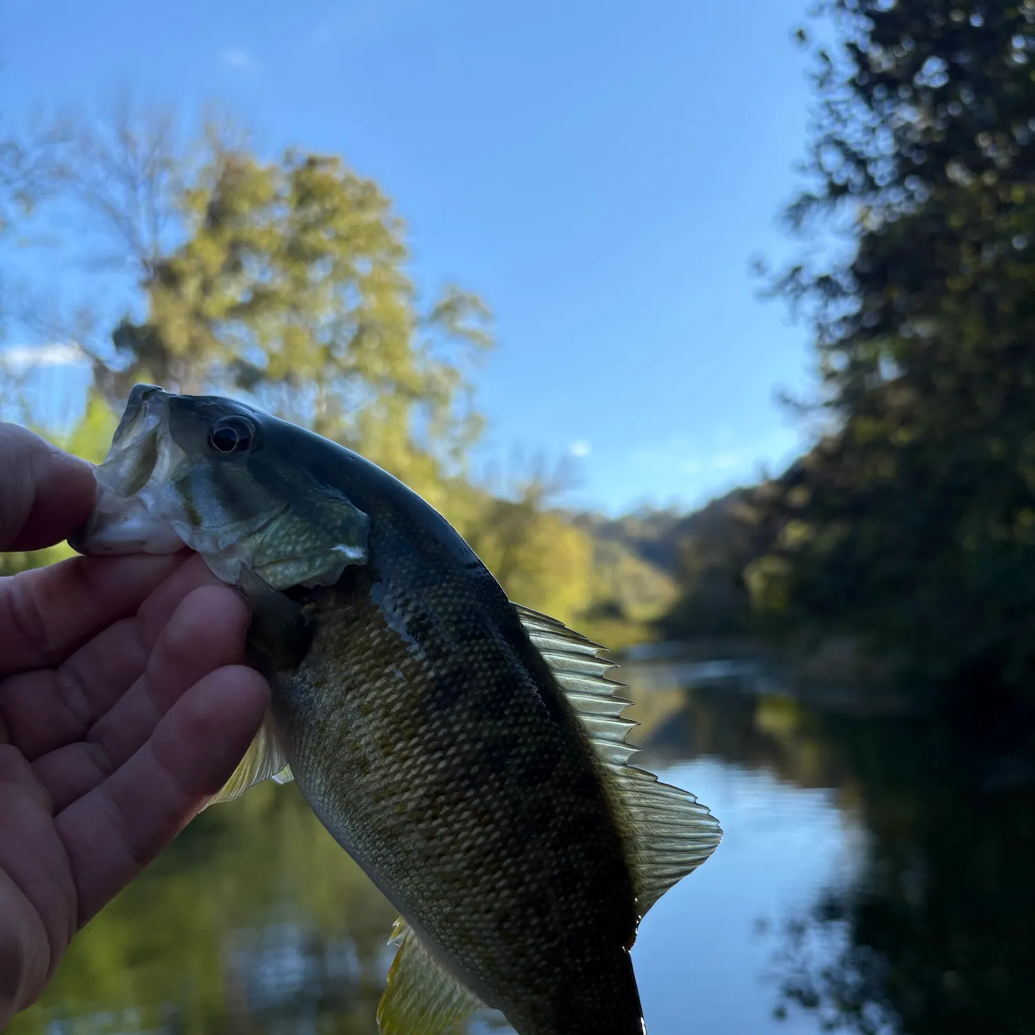Smallmouth bass caught on Fishbrain