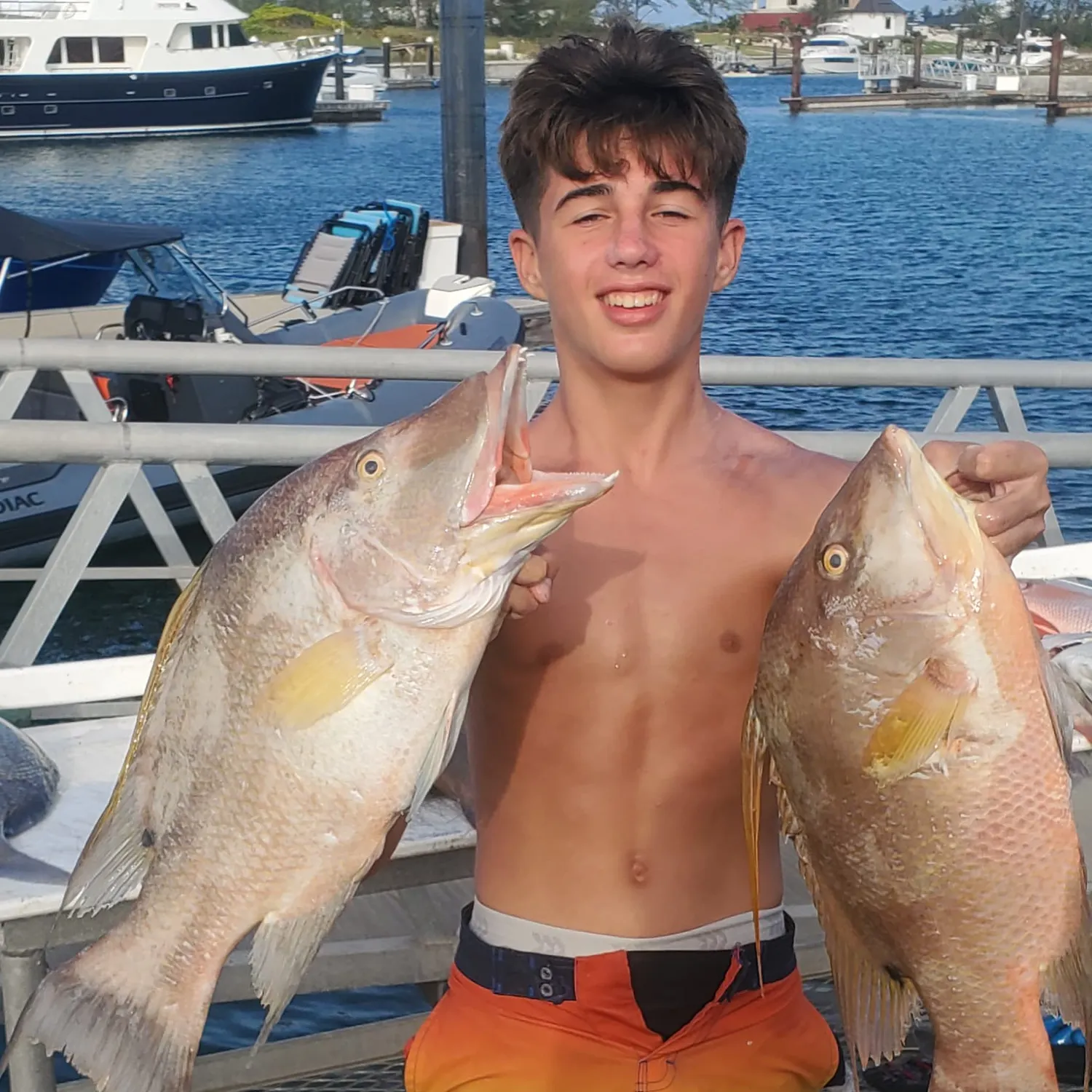 Hogfish caught on Fishbrain