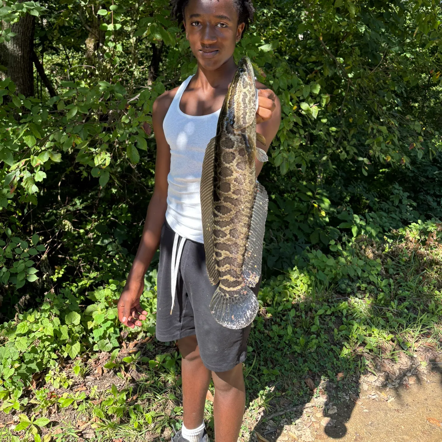 Burbot caught on Fishbrain