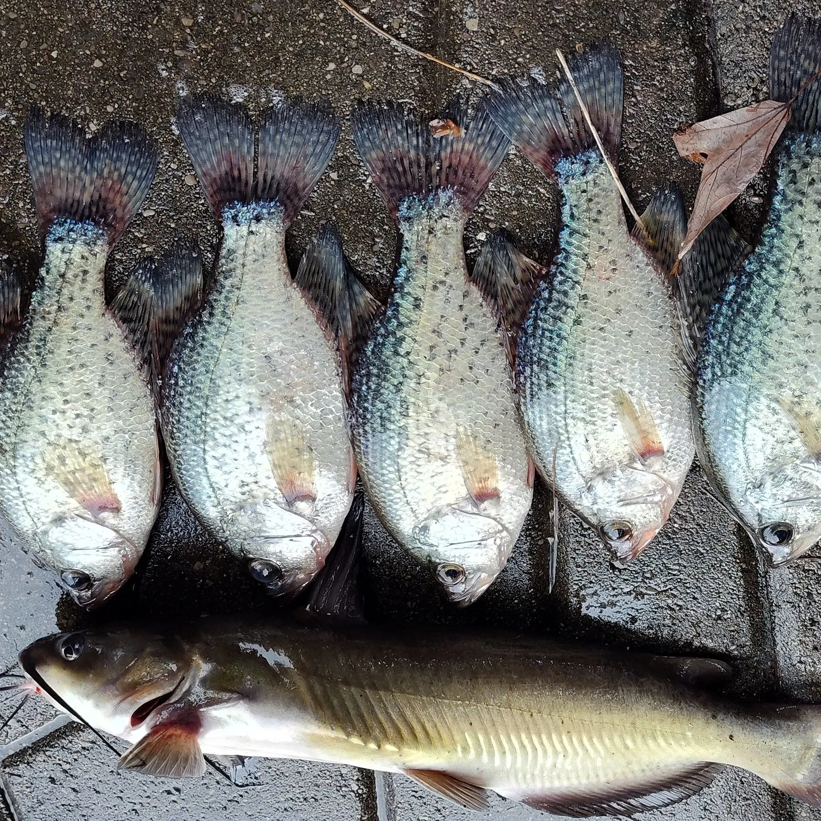 recently logged catches