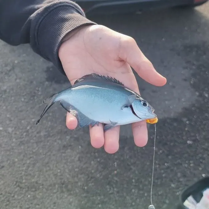 The most recent Silver sweep catches on Fishbrain