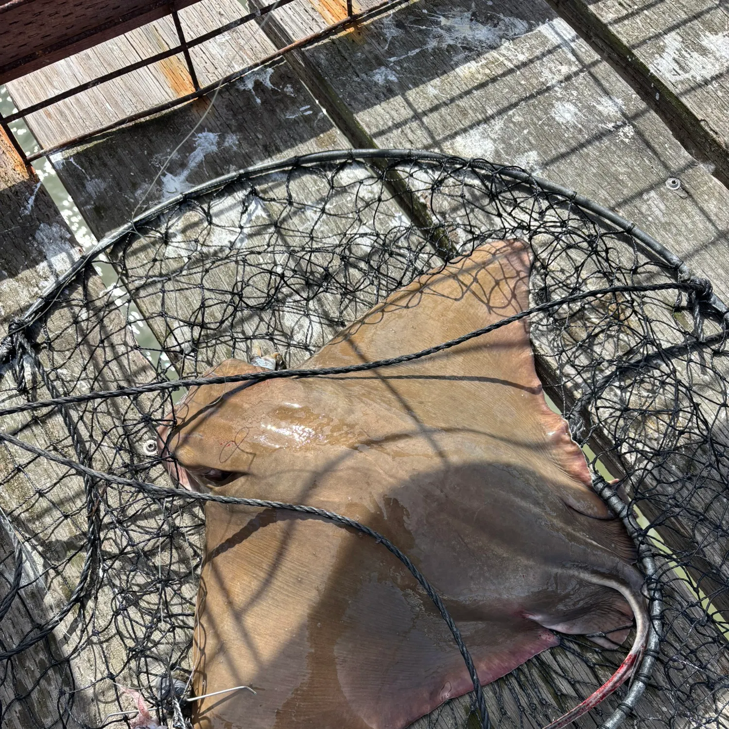 Bat eagle ray caught on Fishbrain