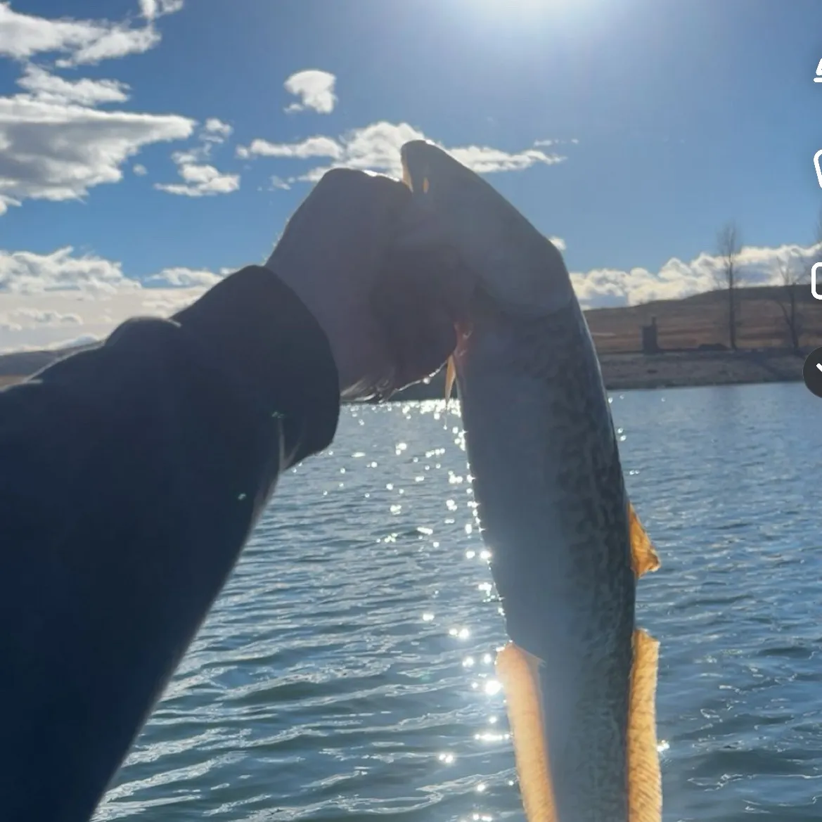 The most recent Burbot catches on Fishbrain