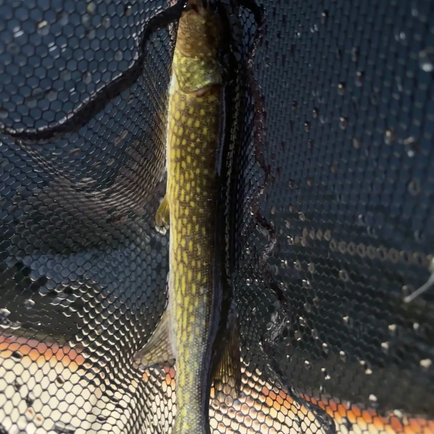 Chain pickerel caught on Fishbrain