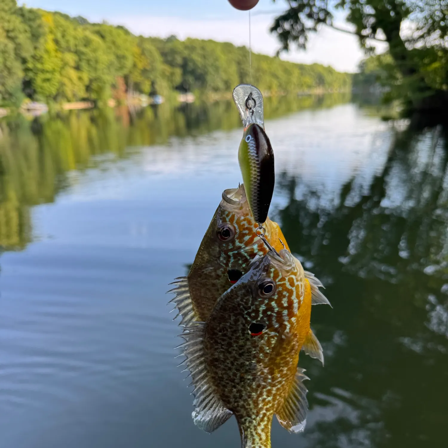 Pumpkinseed caught on Fishbrain