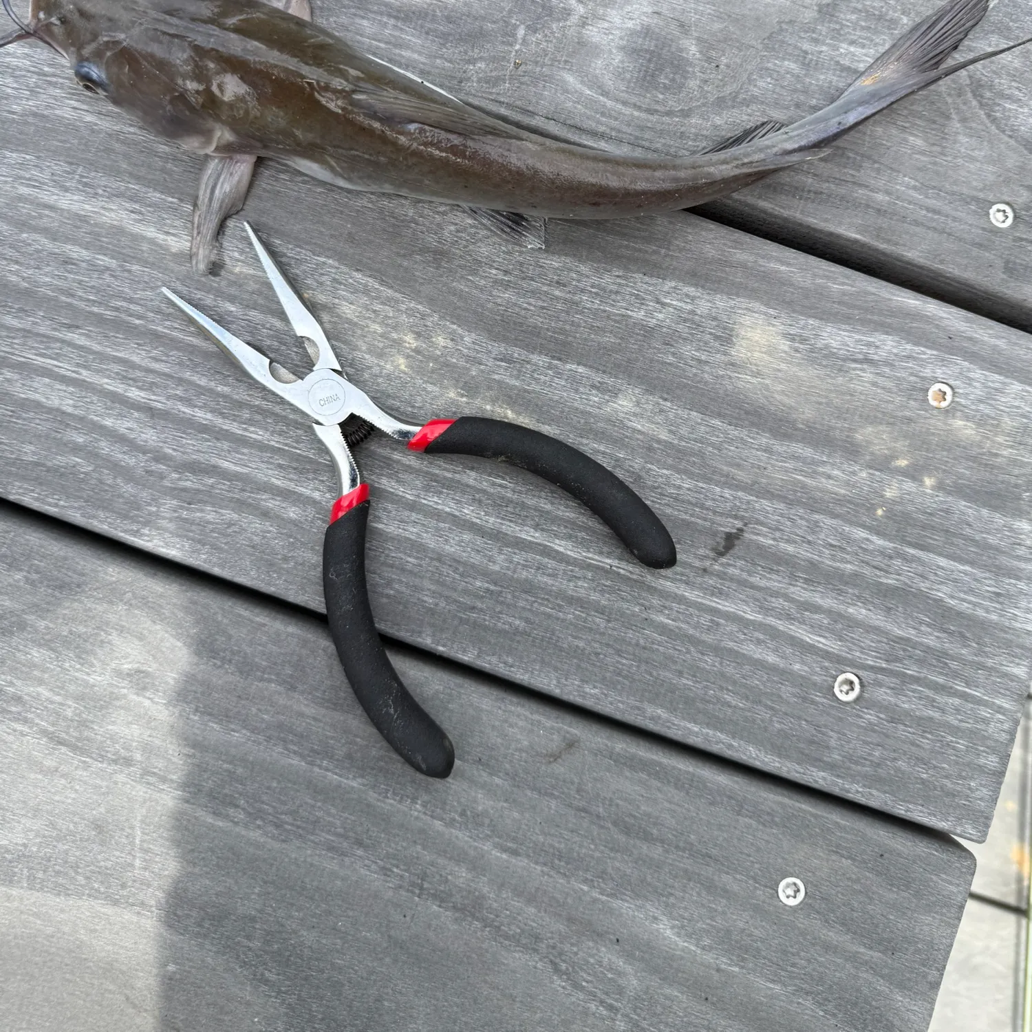 Channel catfish caught on Fishbrain
