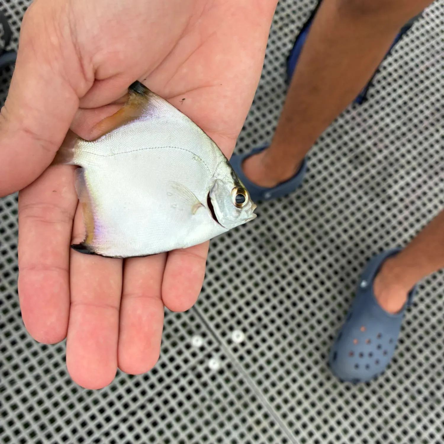 The most recent Silver moony catches on Fishbrain