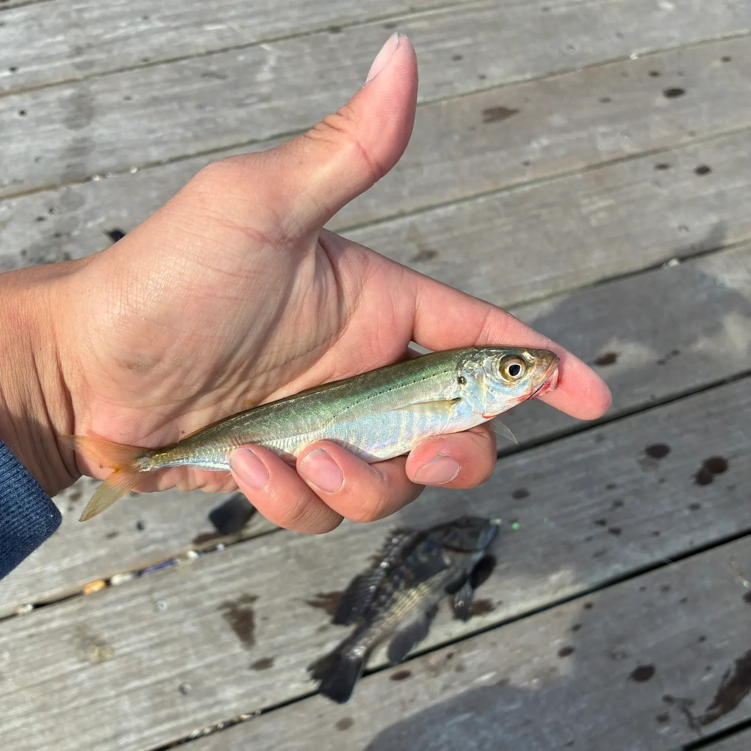 The most recent Round Scad catches on Fishbrain