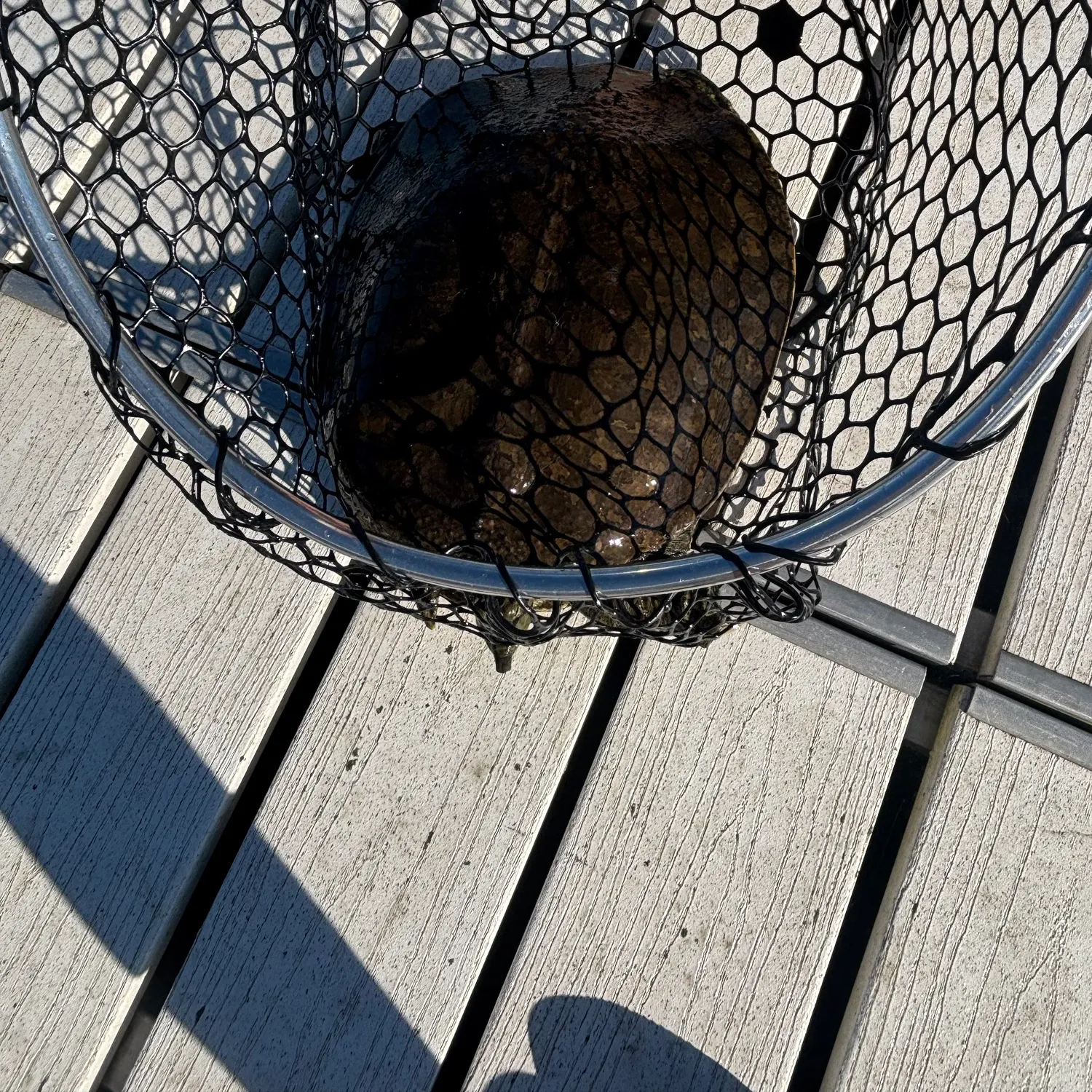 The most recent Spiny softshell turtle catches on Fishbrain