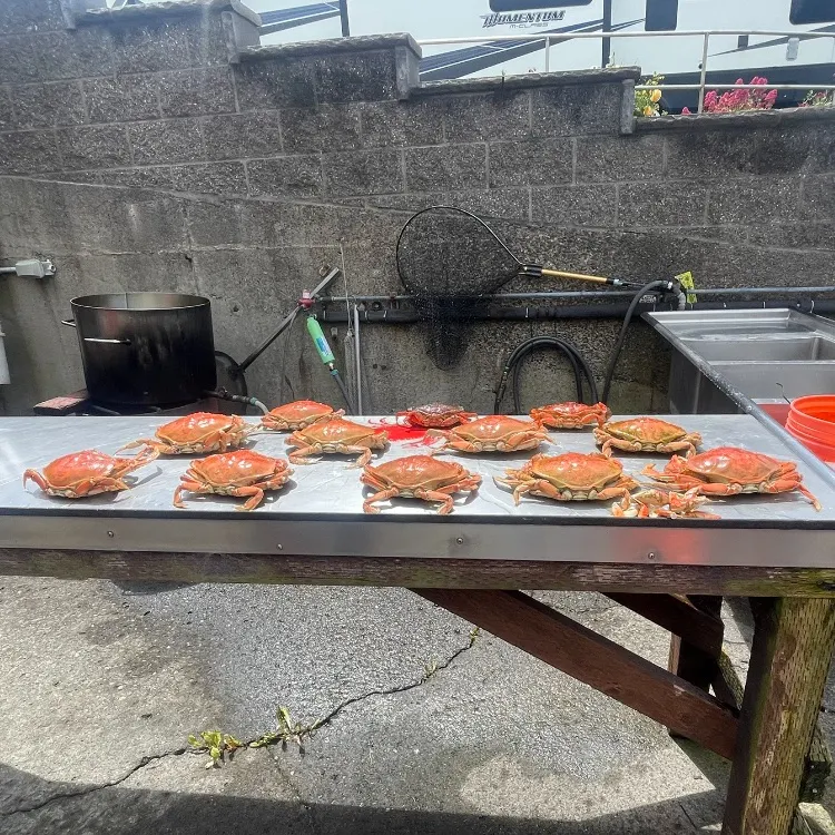 The most recent Dungeness crab catches on Fishbrain