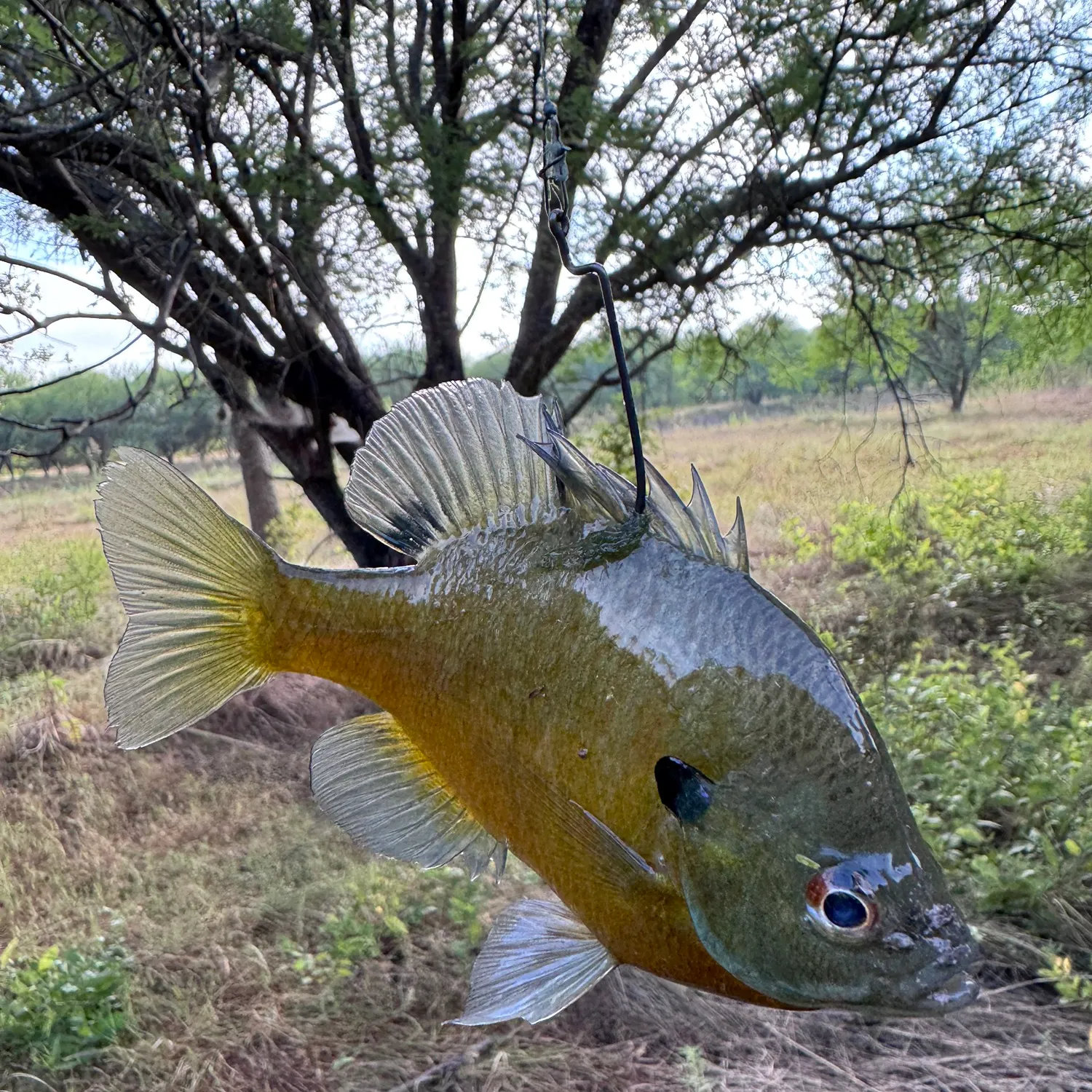 Bluegill caught on Fishbrain
