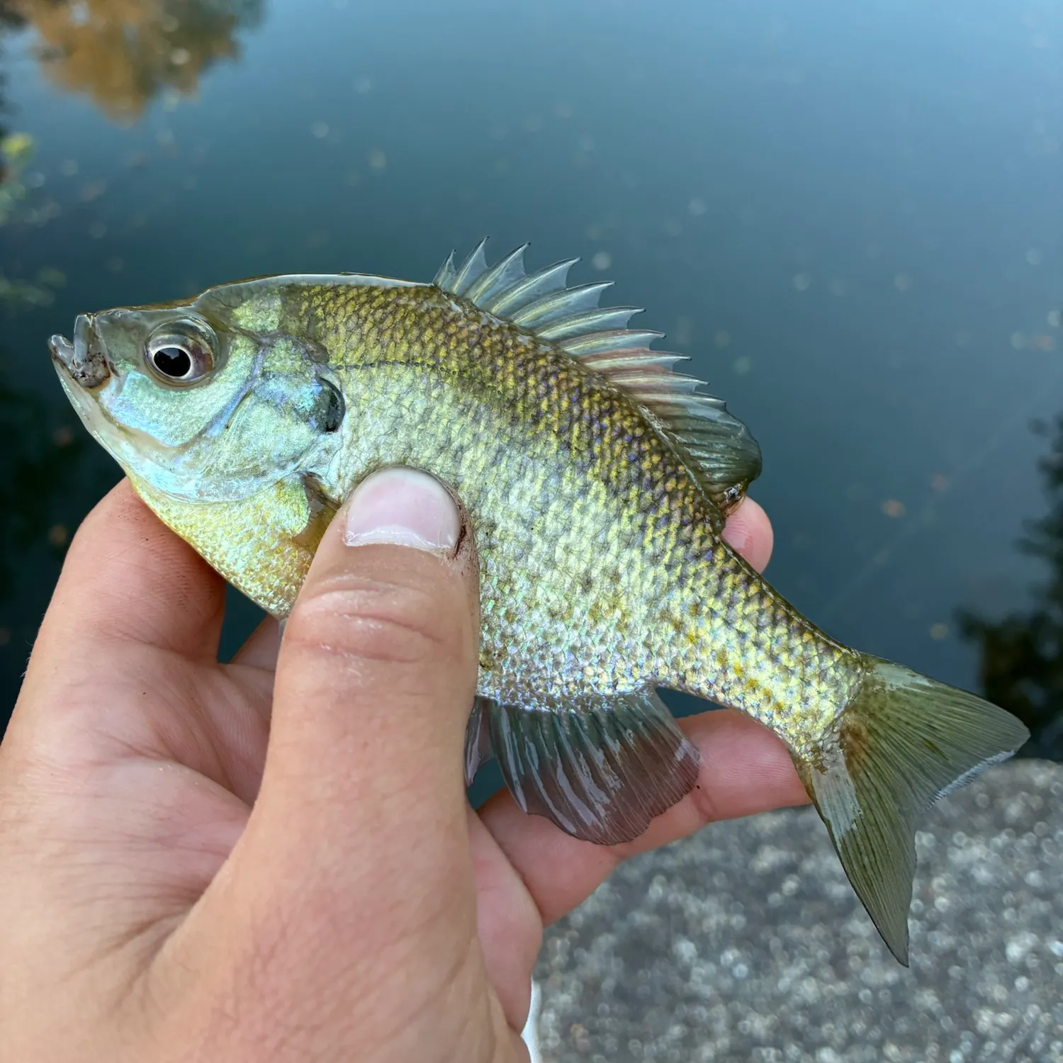 Bluegill caught on Fishbrain