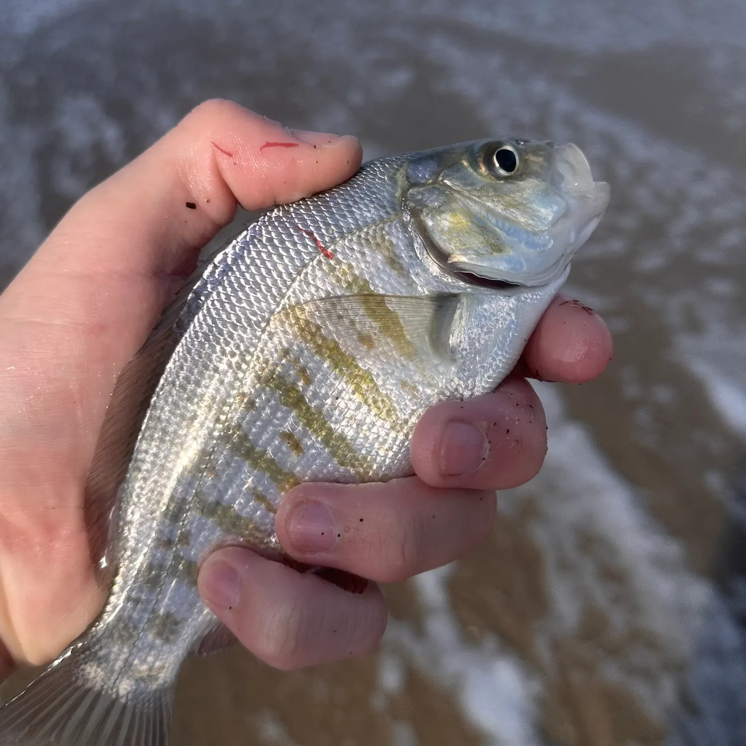 Barred surfperch caught on Fishbrain
