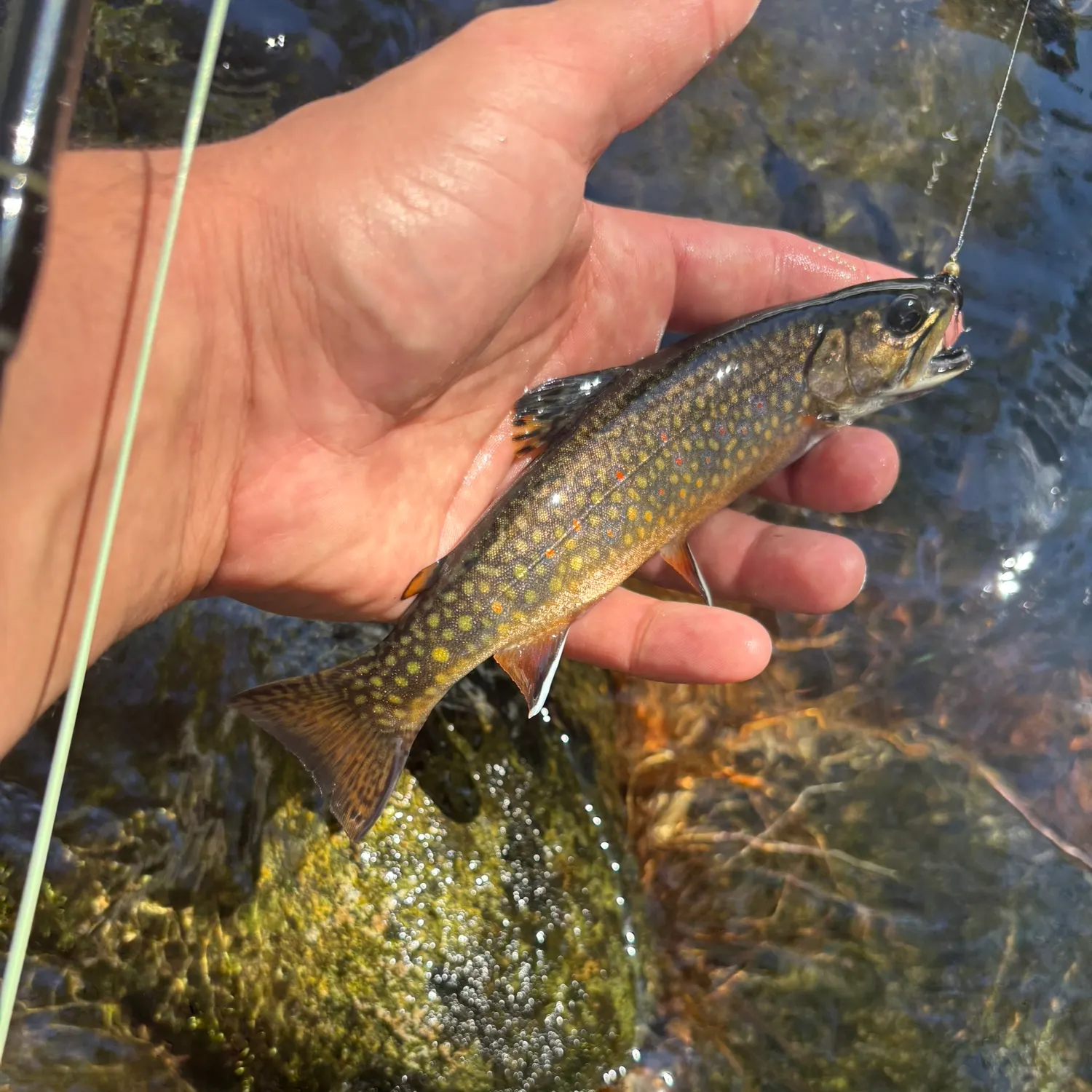 Rainbow trout caught on Fishbrain