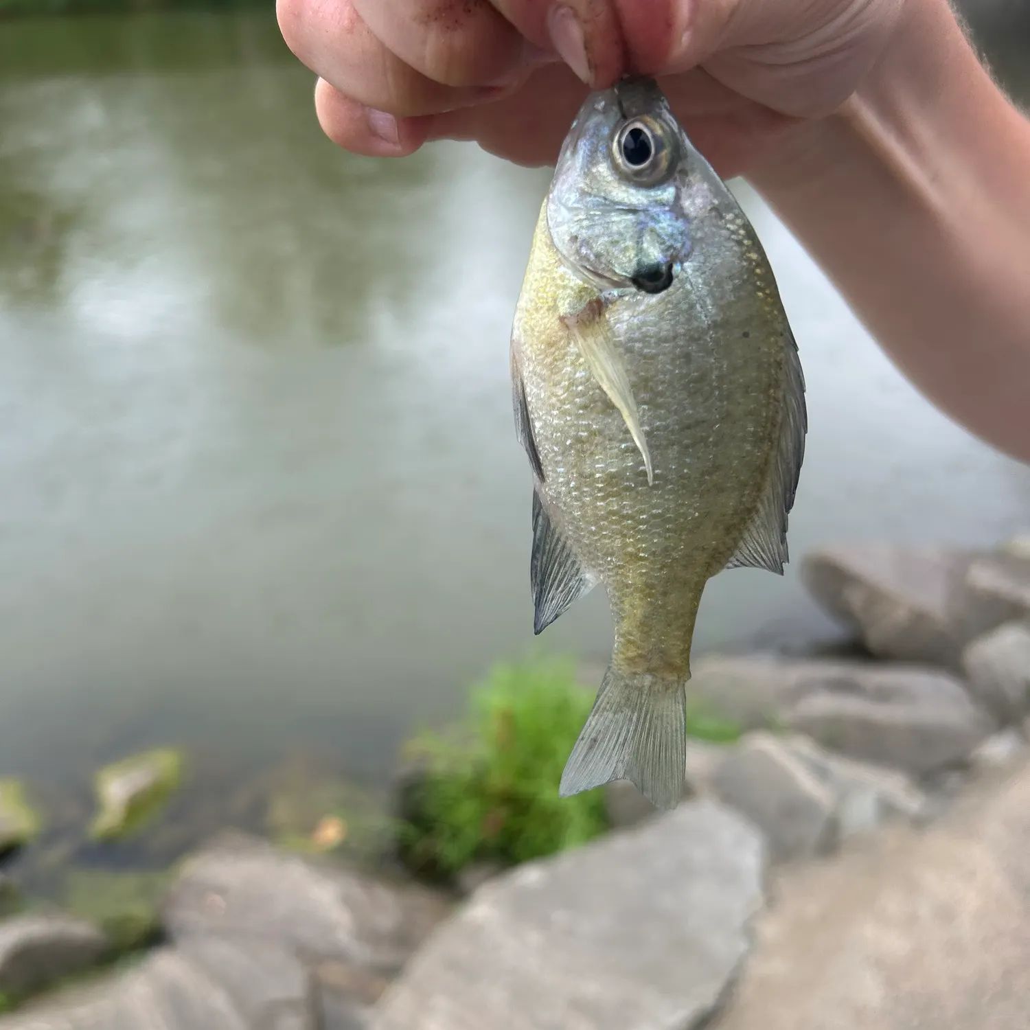 The most recent Spotted sunfish catches on Fishbrain