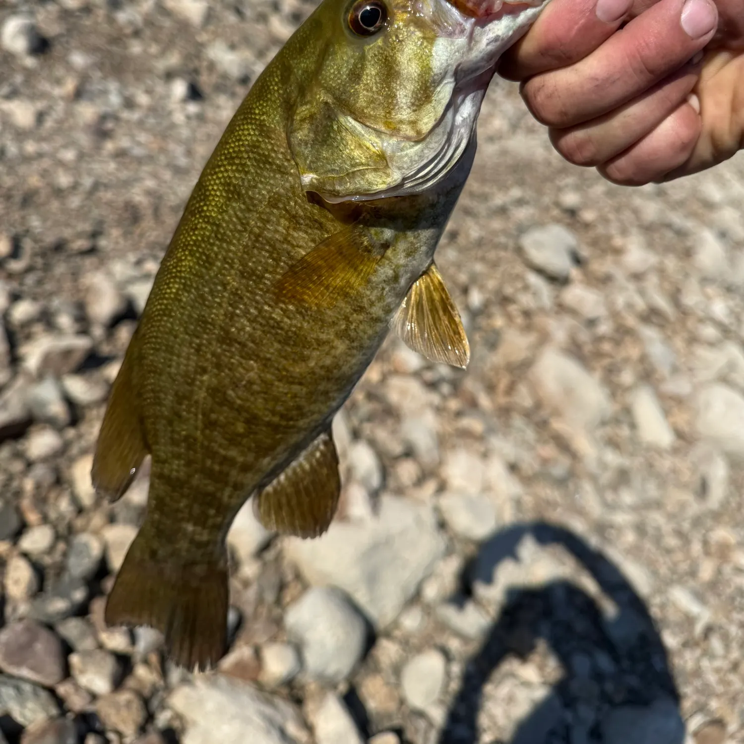 Smallmouth bass caught on Fishbrain