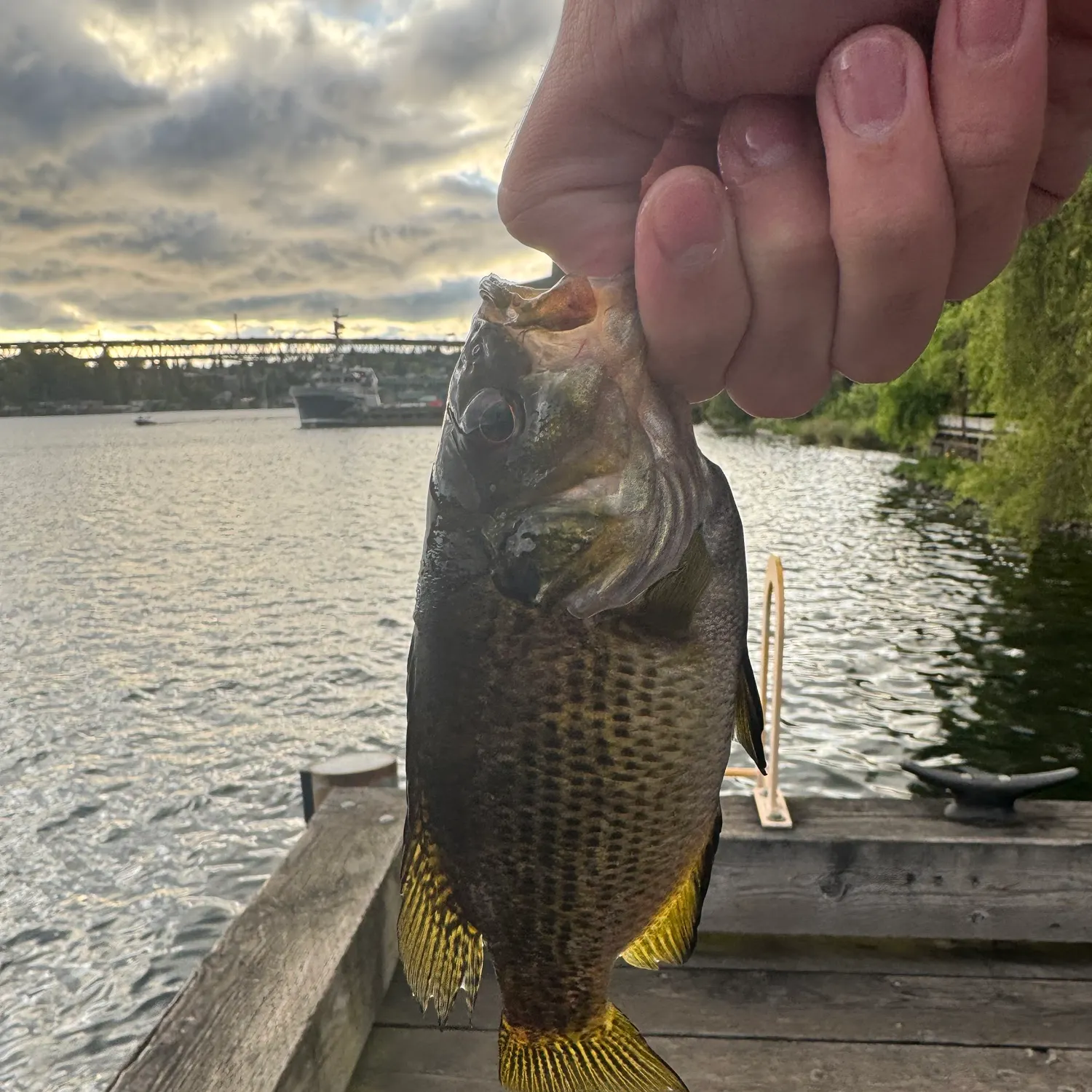 recently logged catches